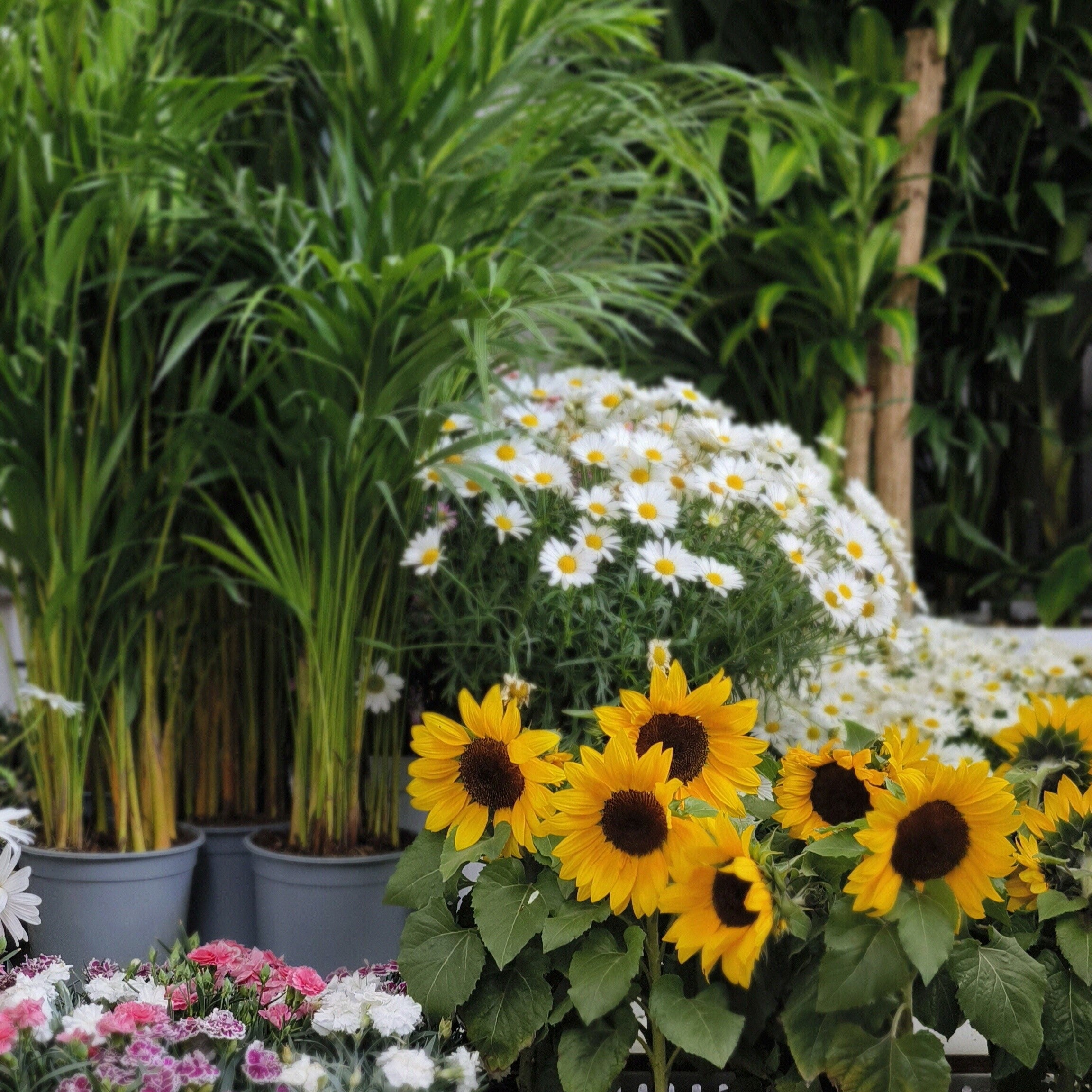 LISTADO DE ÁRBOLES | PLANTAS | FLORES APTAS PARA LOROS
