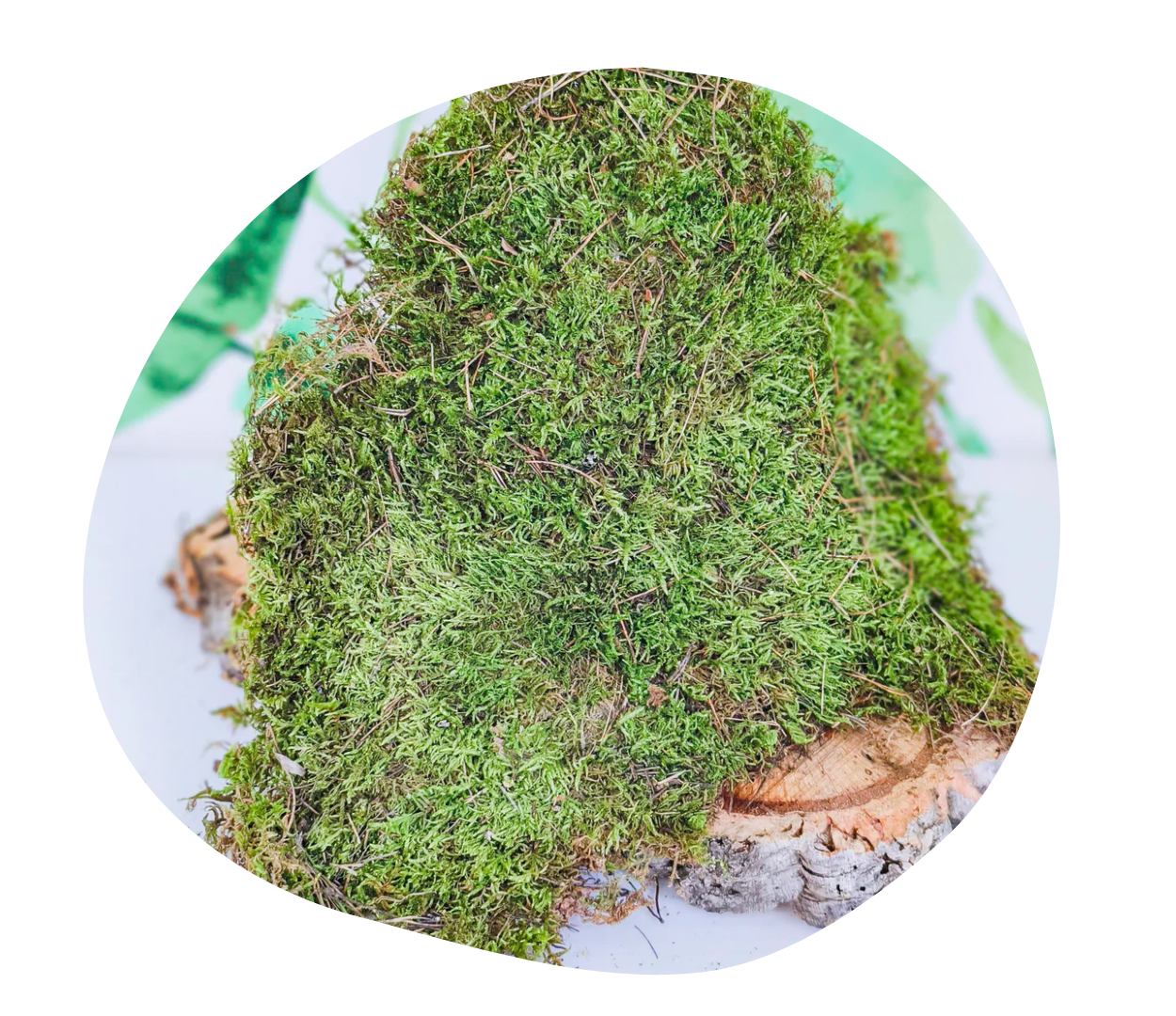 colección MUSGUÍN (musgo)