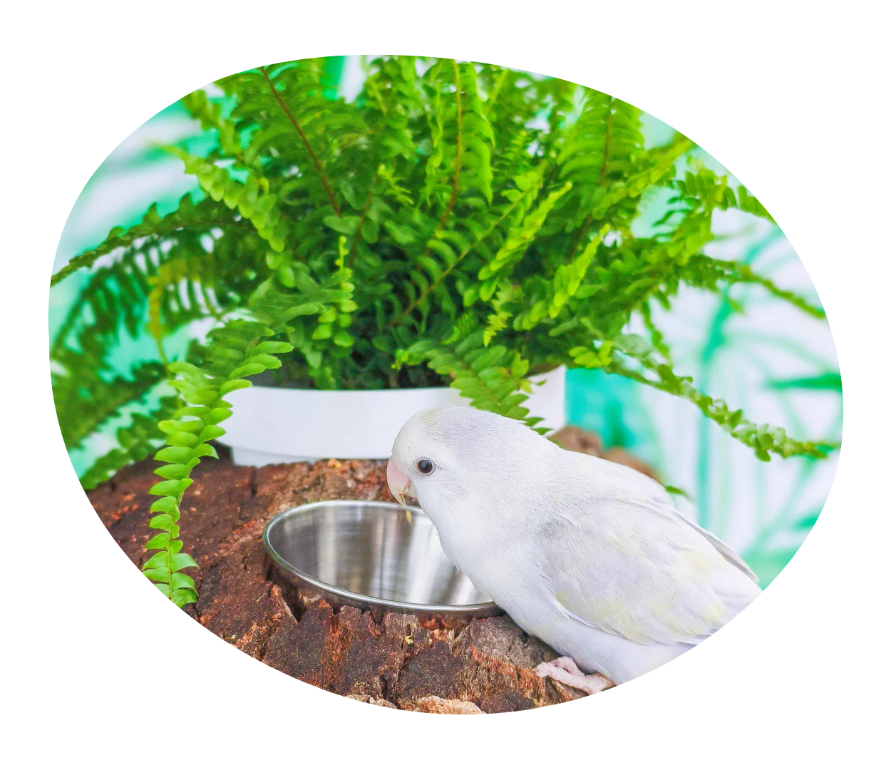 colección PLANTÍN (plantas)