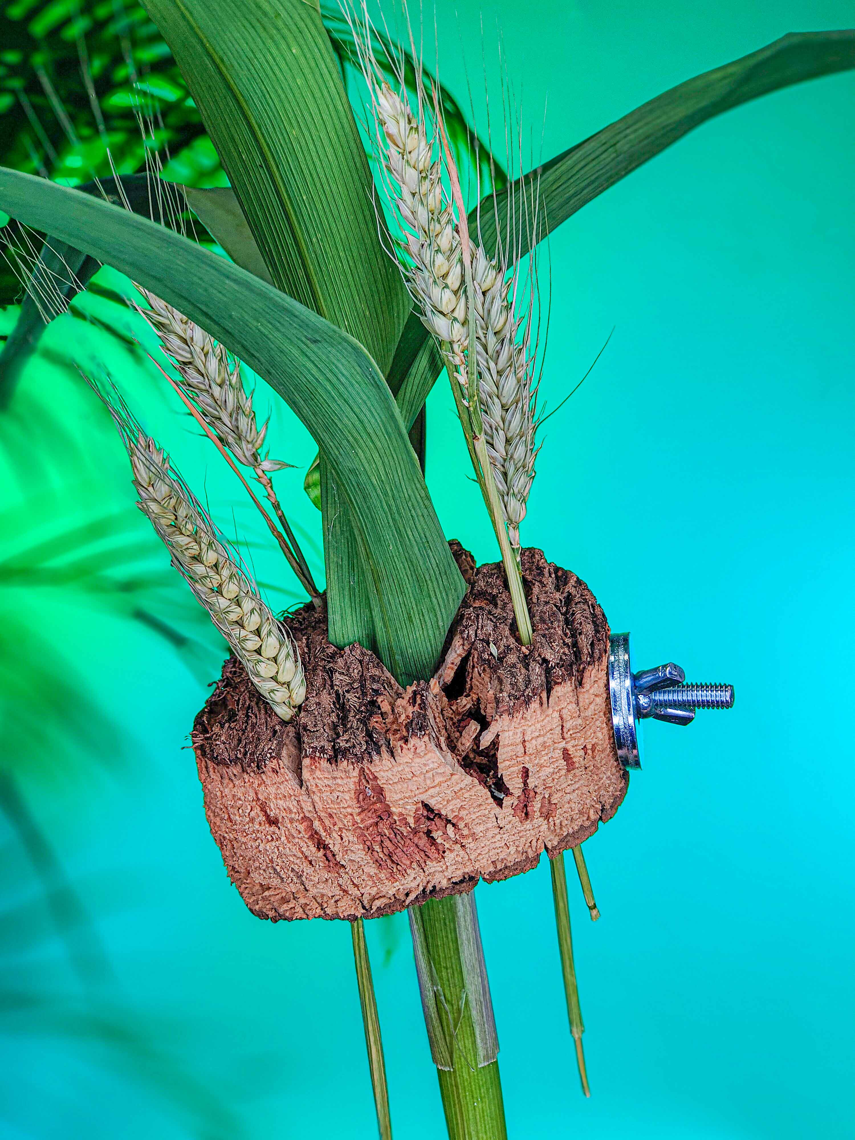 PORTA RAMILLETES corcho