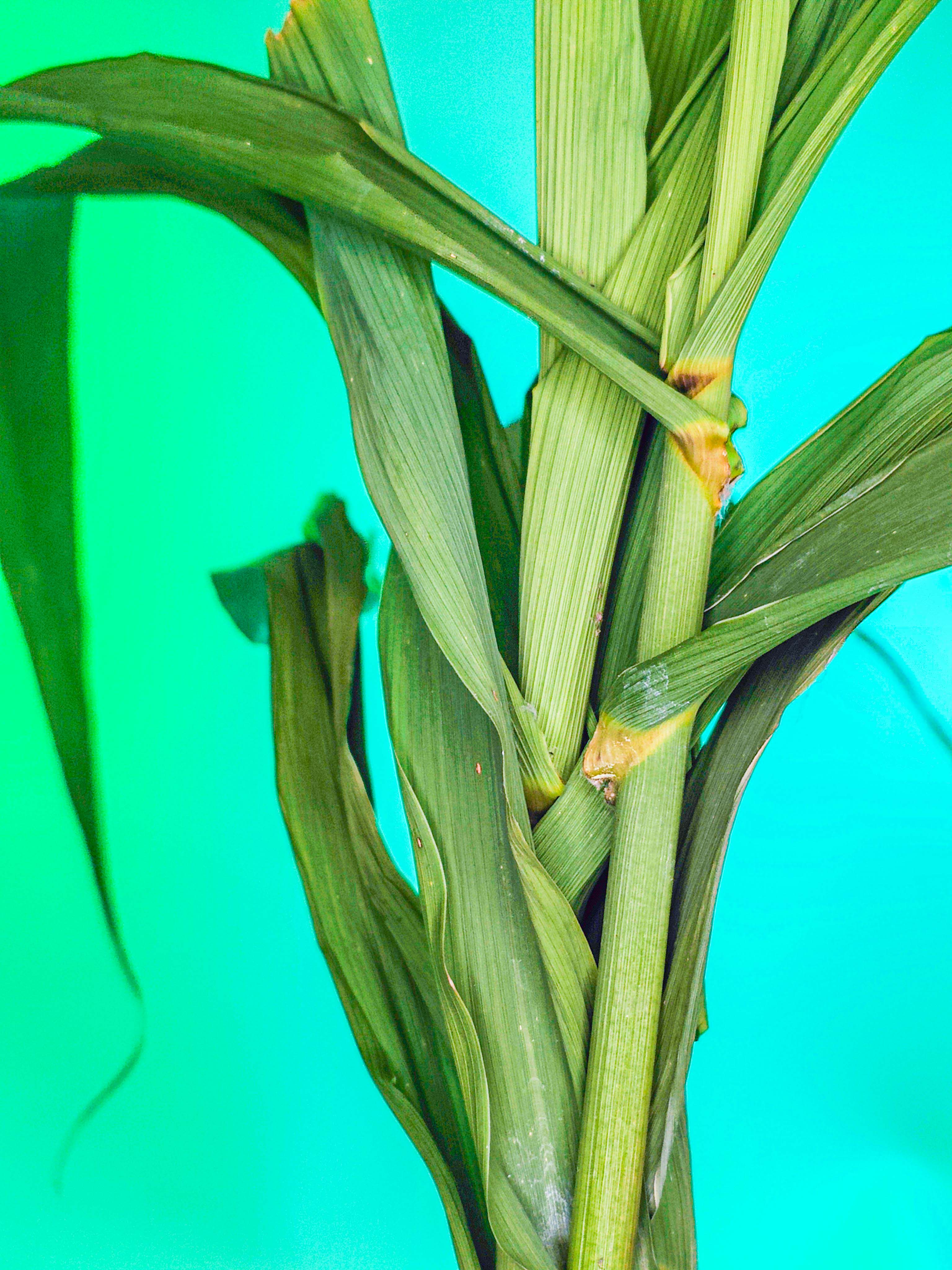 RAMILLETE HOJAS FRESCAS (caña común)