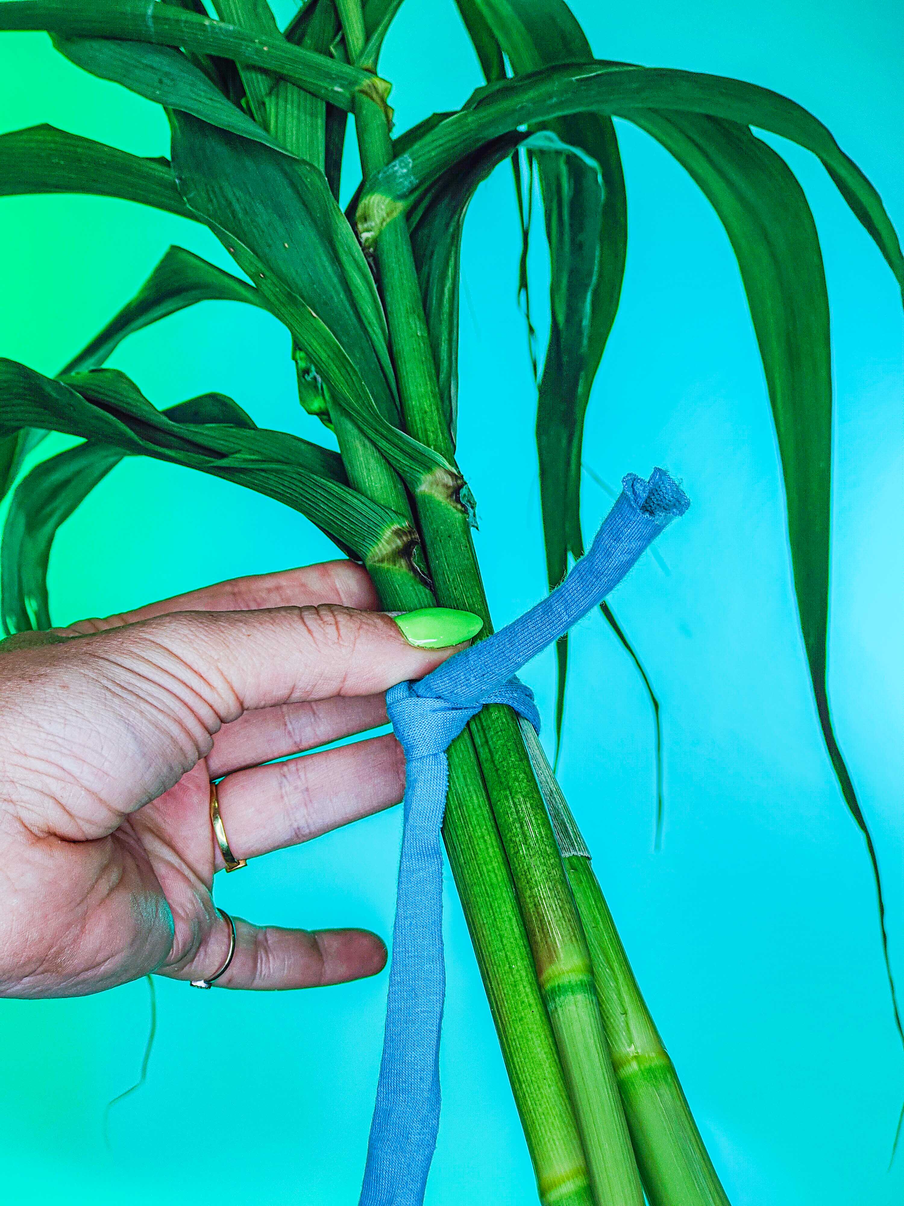 RAMILLETE HOJAS FRESCAS (caña común)