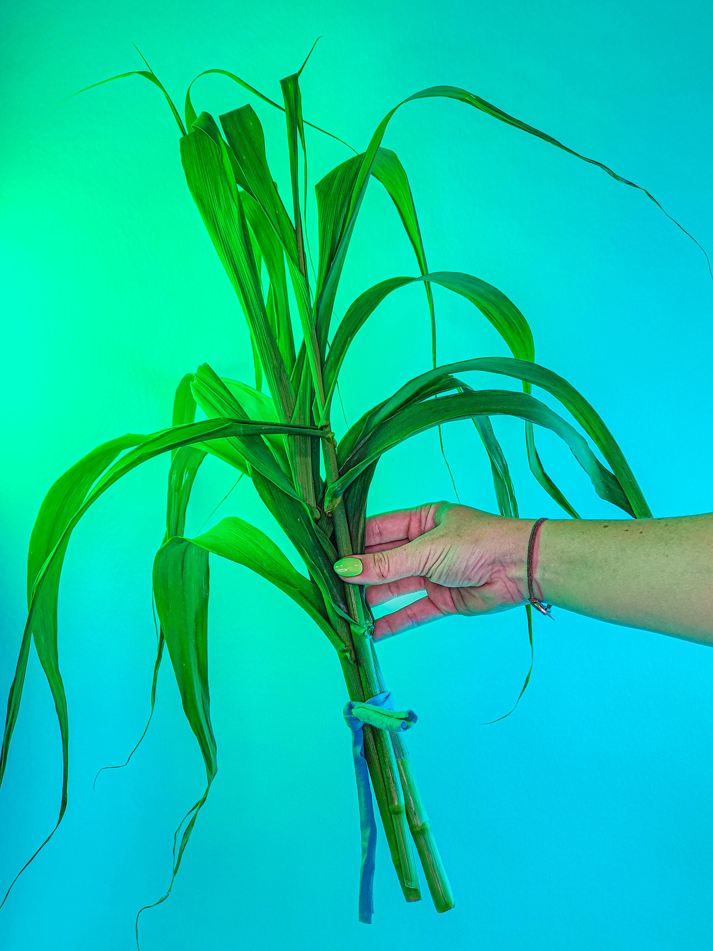 RAMILLETE HOJAS FRESCAS (caña común)