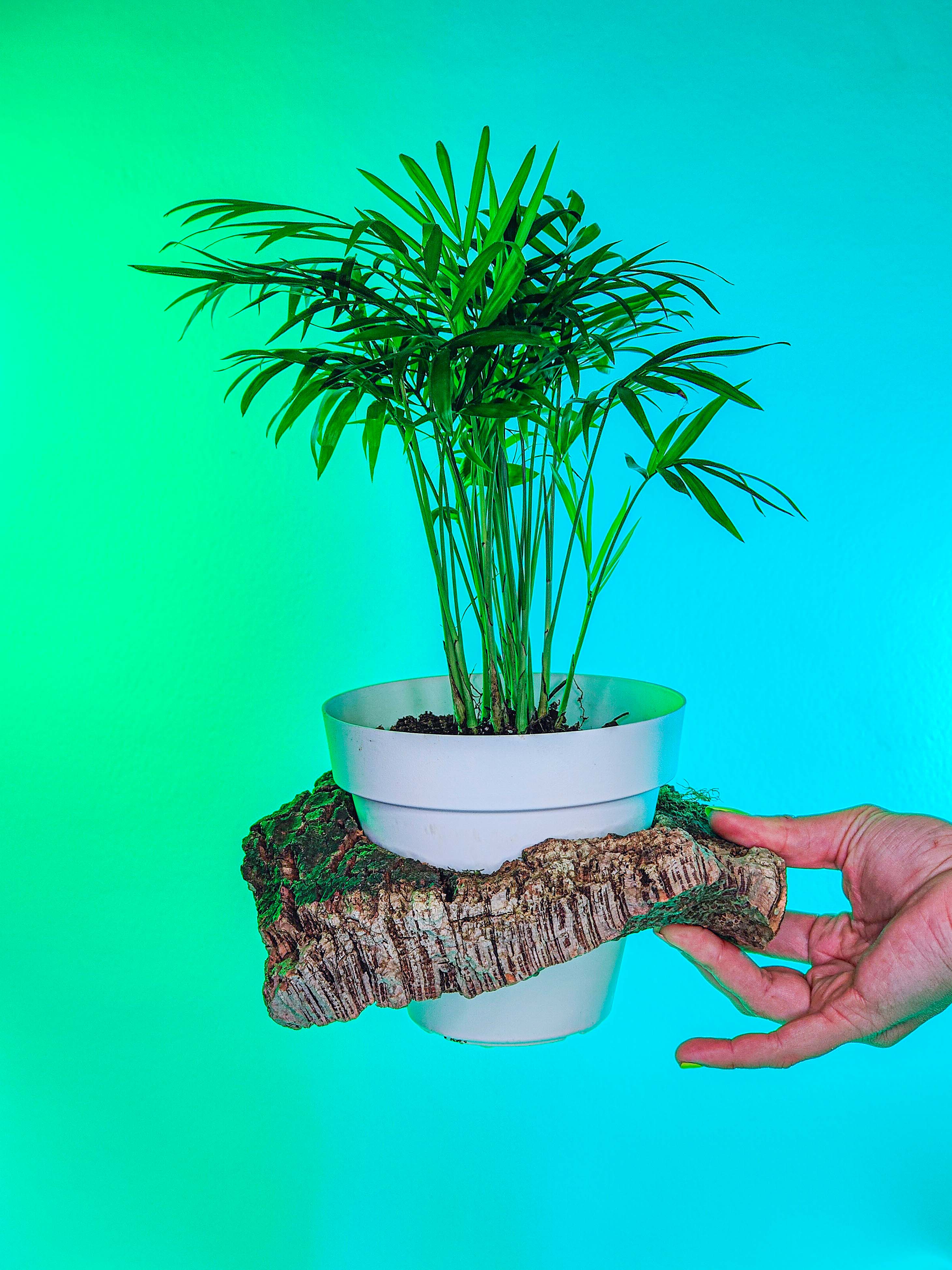 PLANTÍN soporte con planta