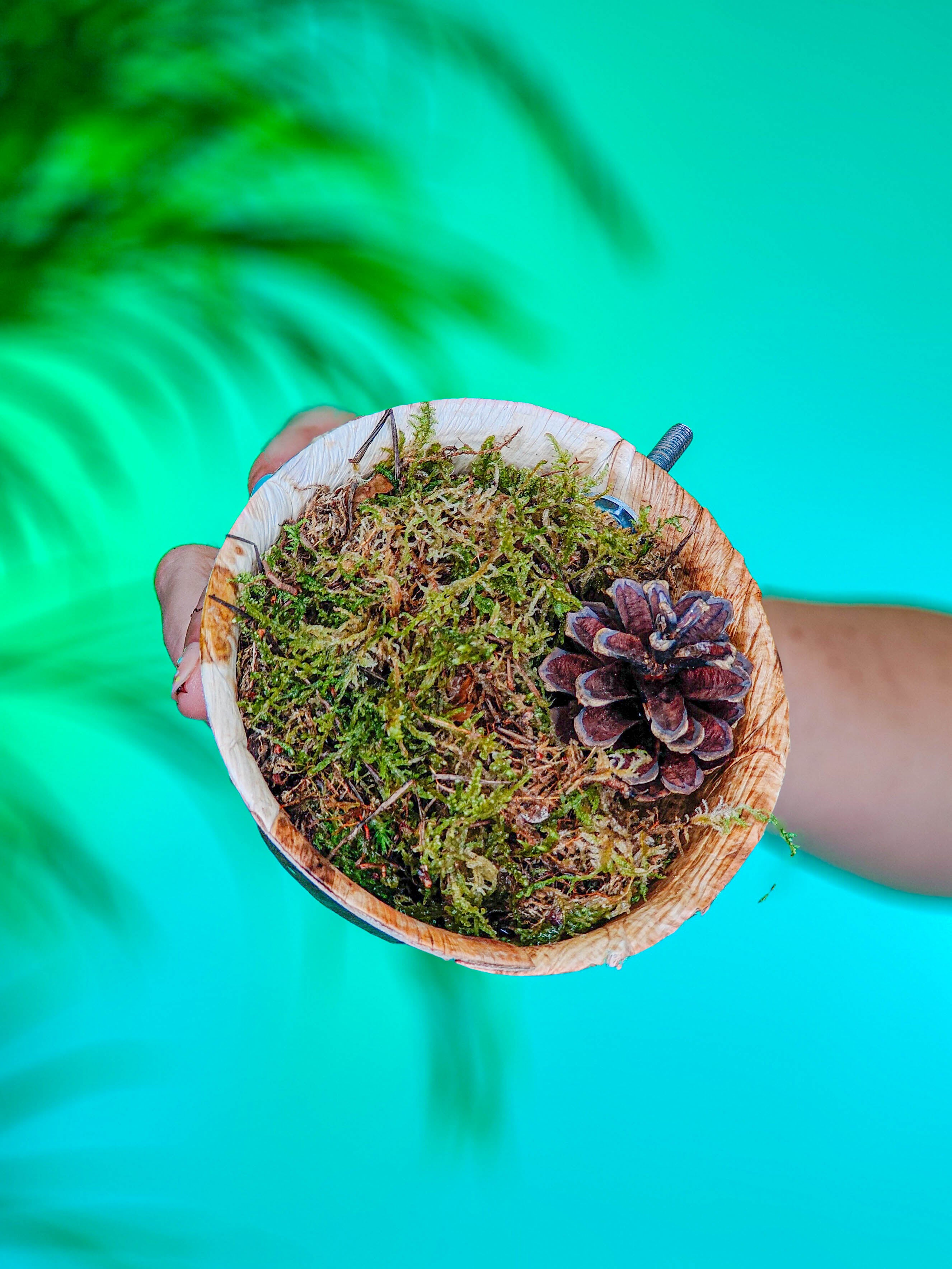 MUSGUÍN bowl bosque