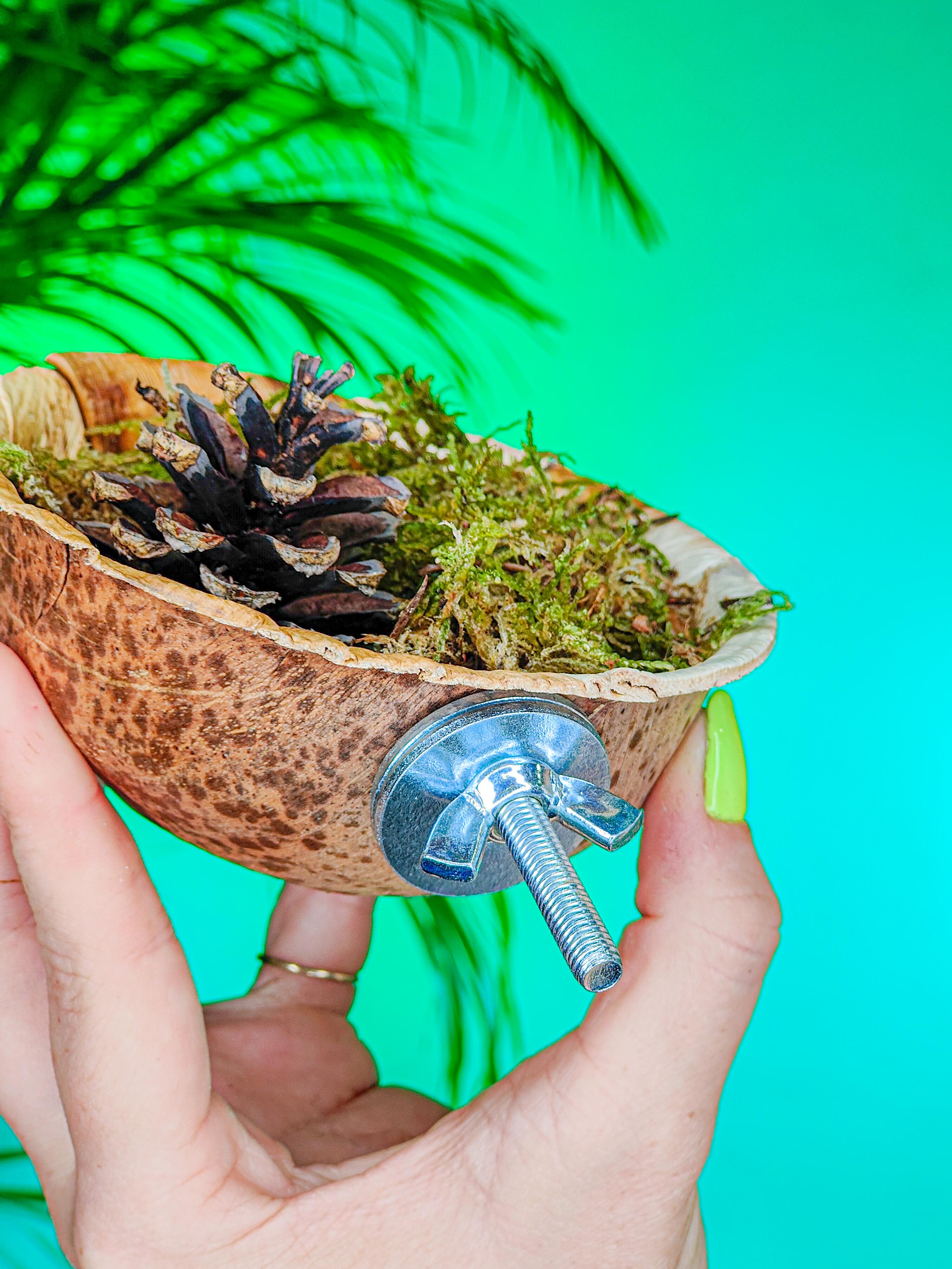 MUSGUÍN bowl bosque