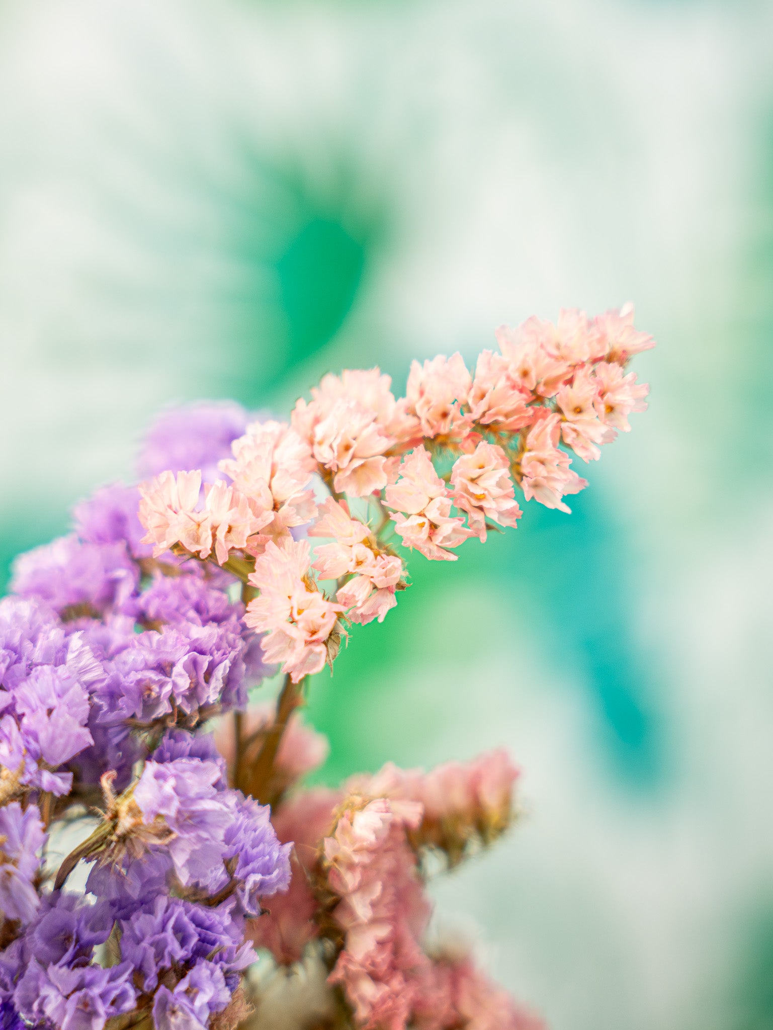 RAMILLETE flores siempreviva