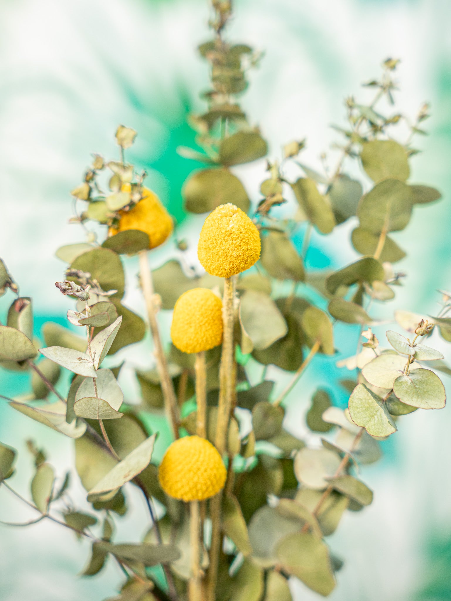 RAMILLETE flores craspedia