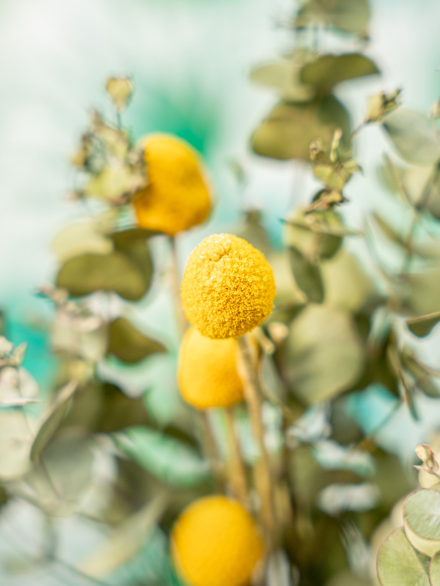 RAMILLETE flores craspedia