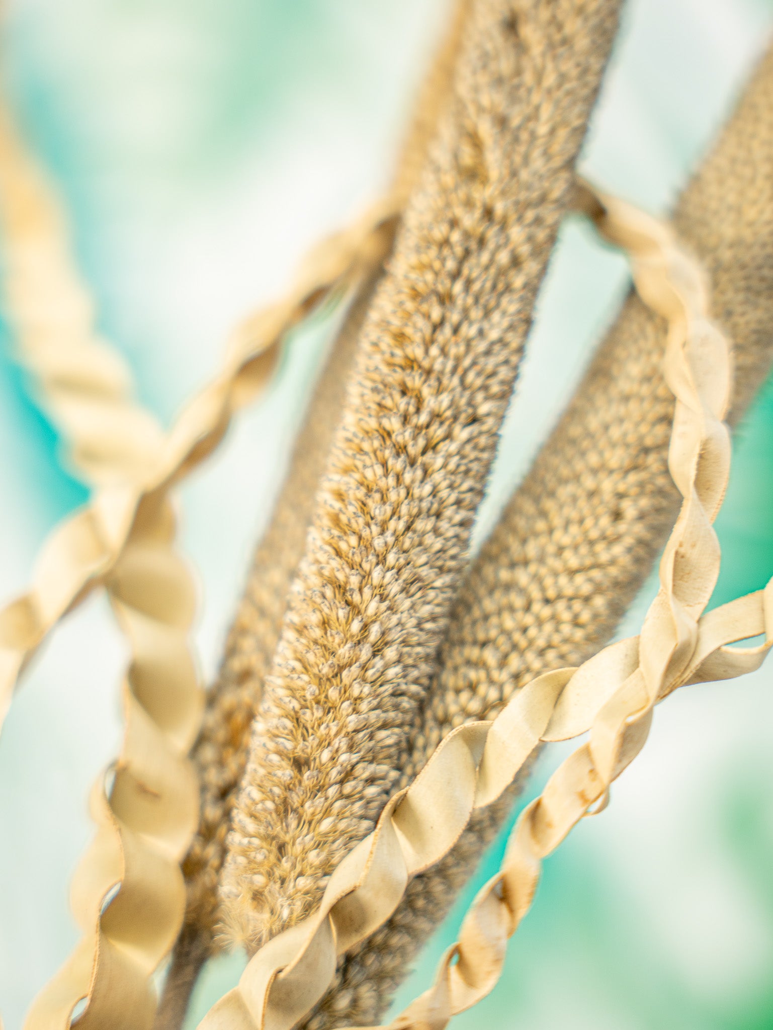 RAMILLETE semillas mijo perla