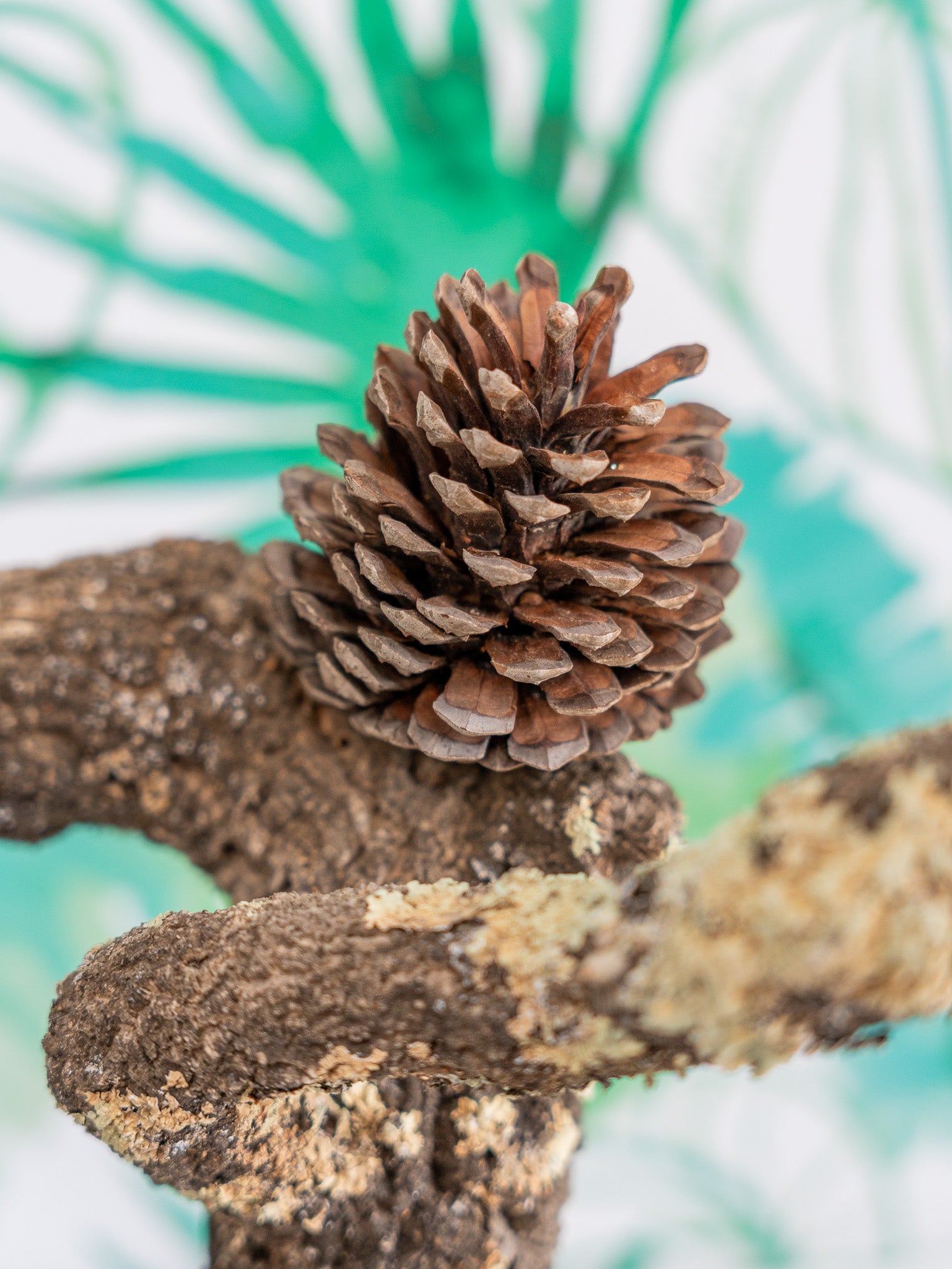 PERCHA SOBREMESA (PIEZA ÚNICA #16) 60x50