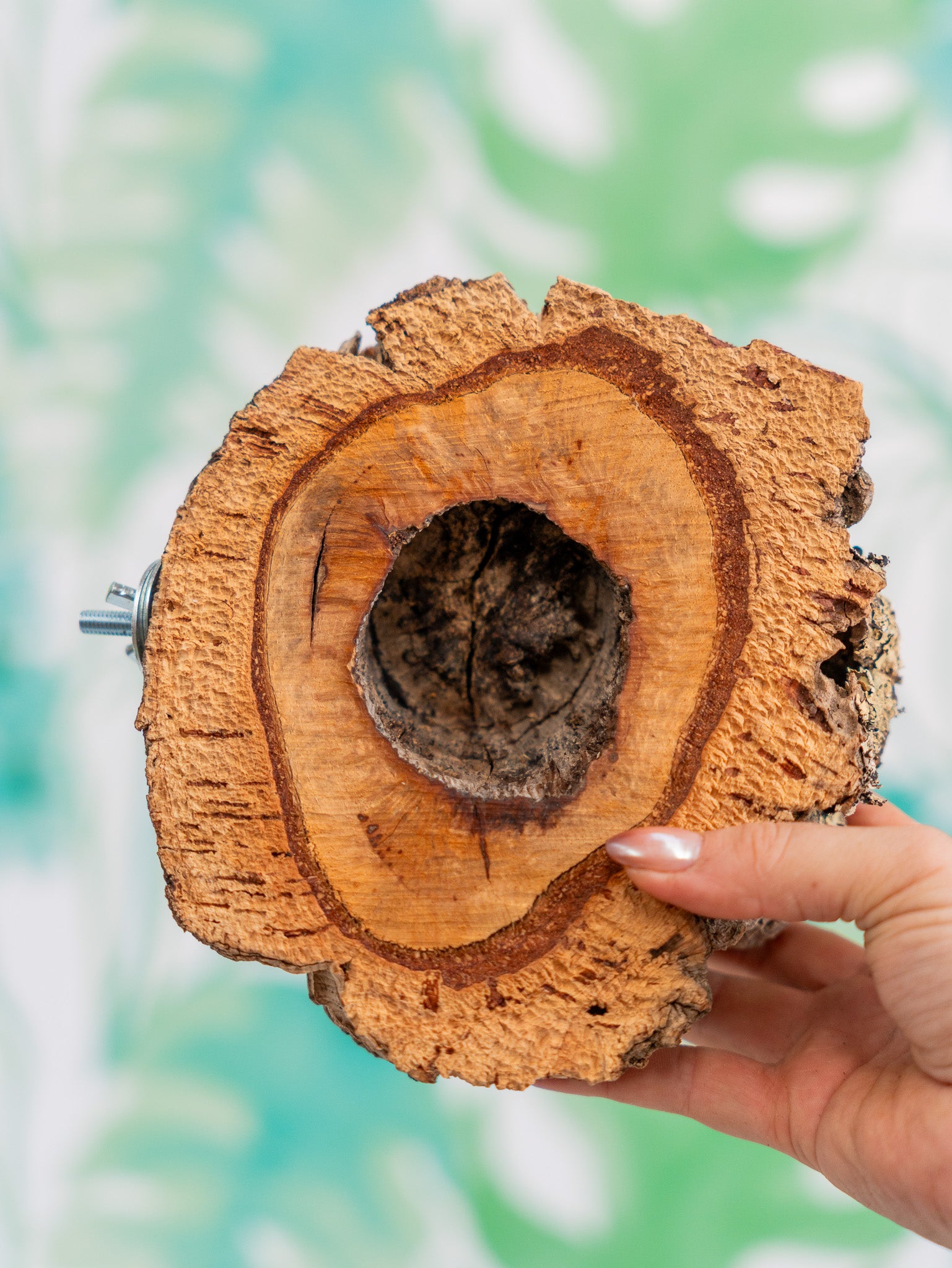 COMEDERO VERRUGA (pieza única #11)