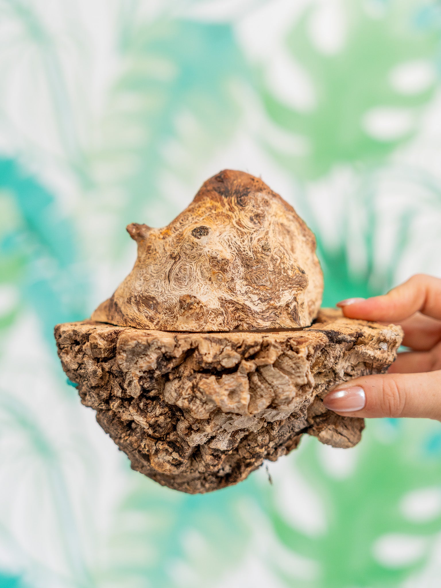 COMEDERO VERRUGA | corcho + interior (pieza única)