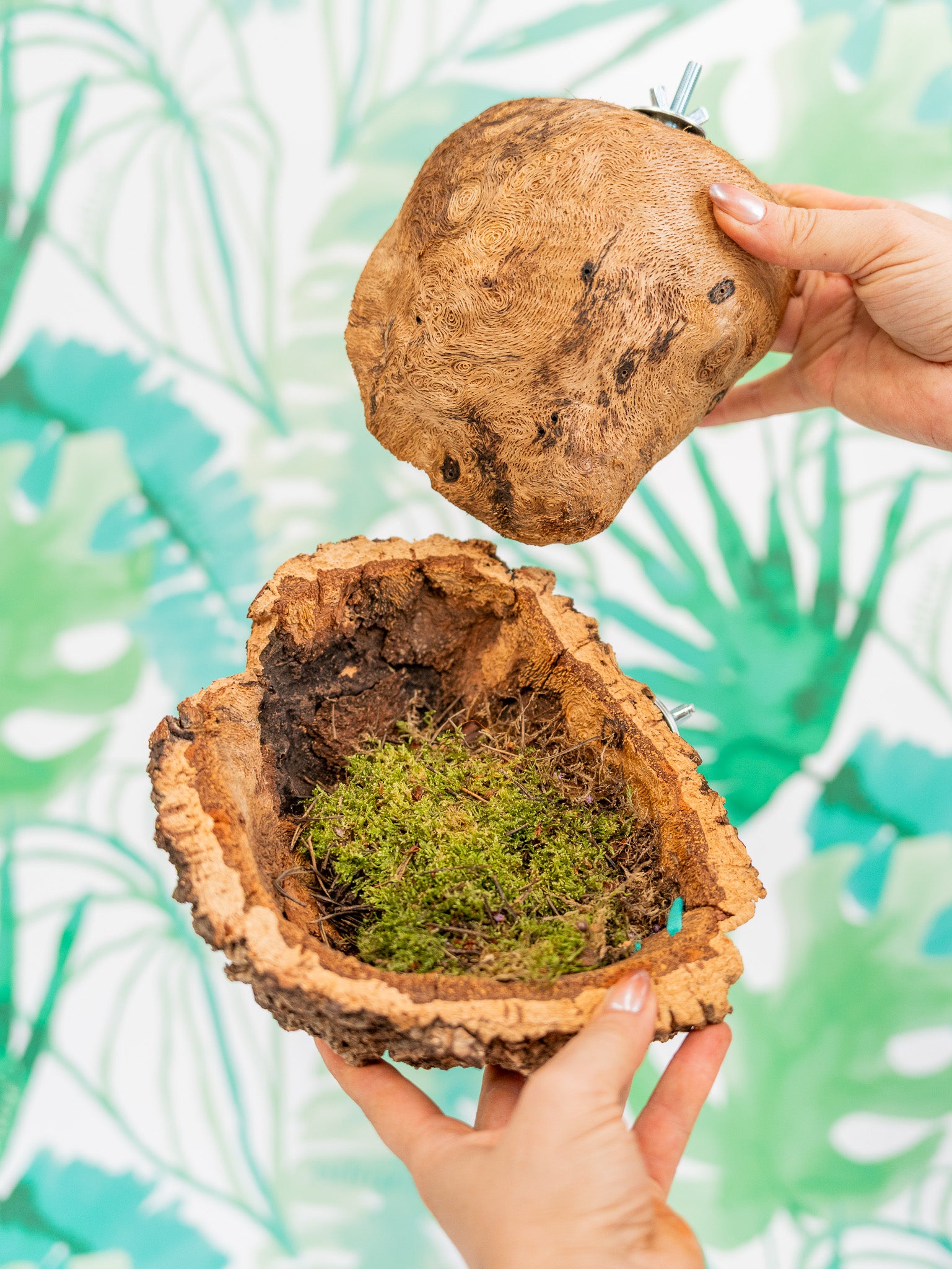 COMEDERO VERRUGA | corcho + interior (pieza única #2)