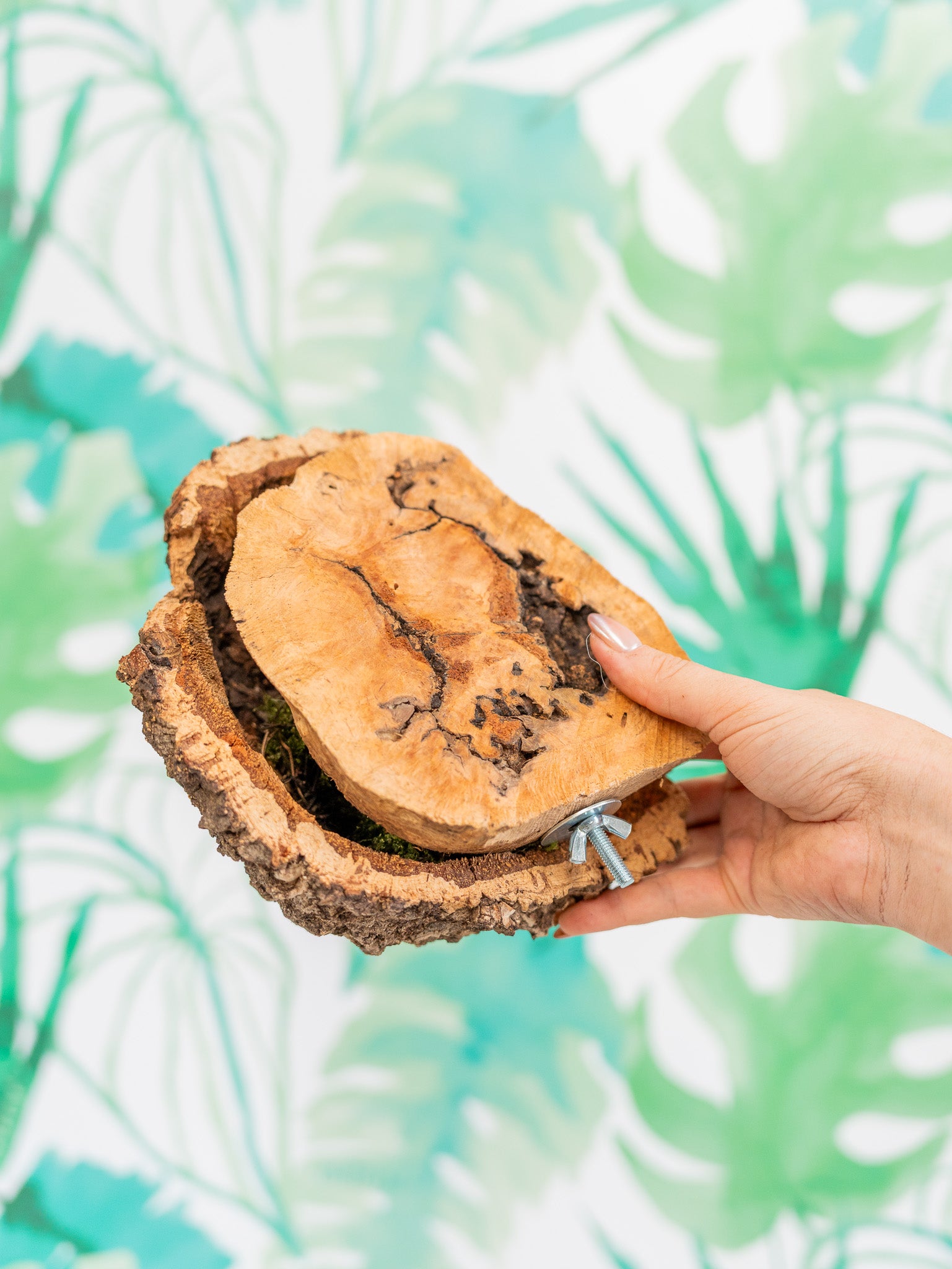 COMEDERO VERRUGA | corcho + interior (pieza única #2)