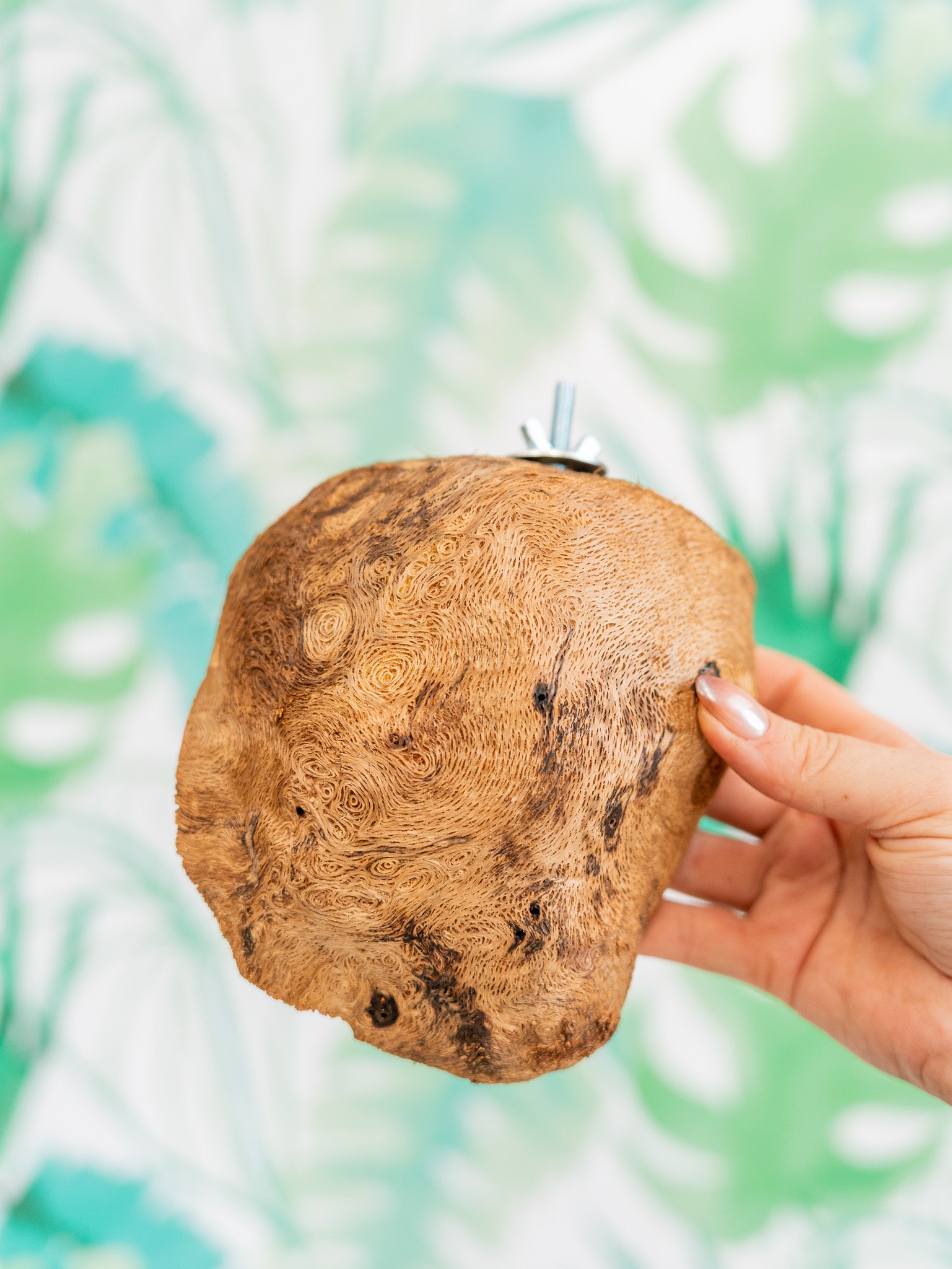 COMEDERO VERRUGA | corcho + interior (pieza única #2)