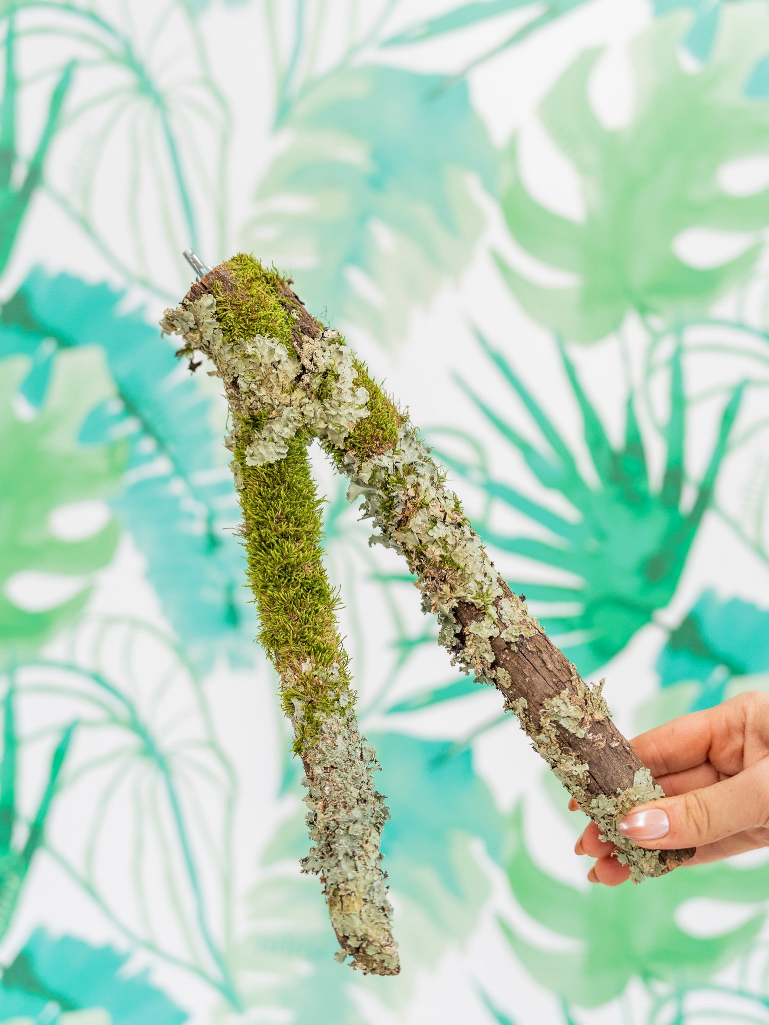 RAMA CON MUSGO en Y 30cm (pieza única)