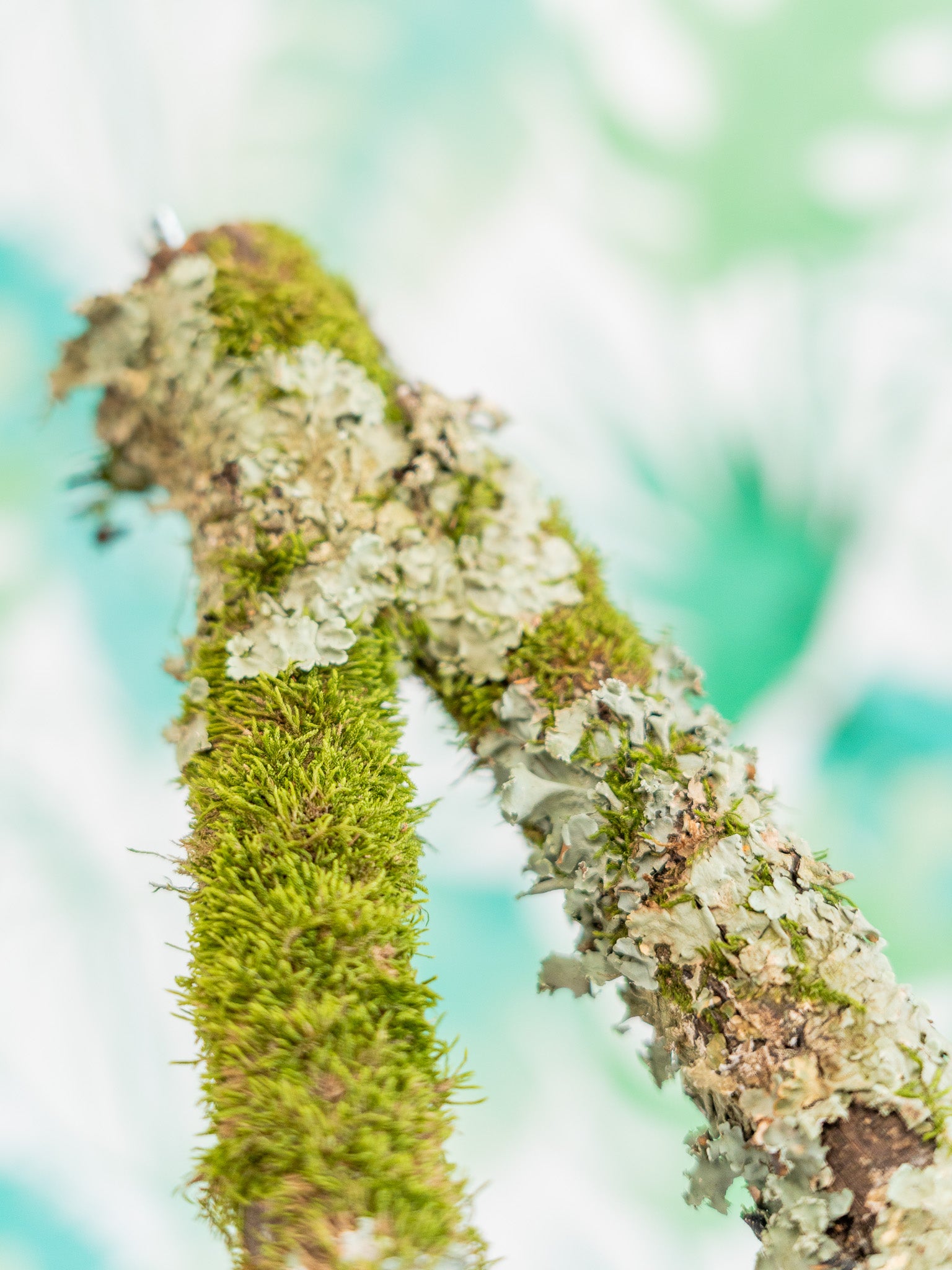 RAMA CON MUSGO en Y 30cm (pieza única)