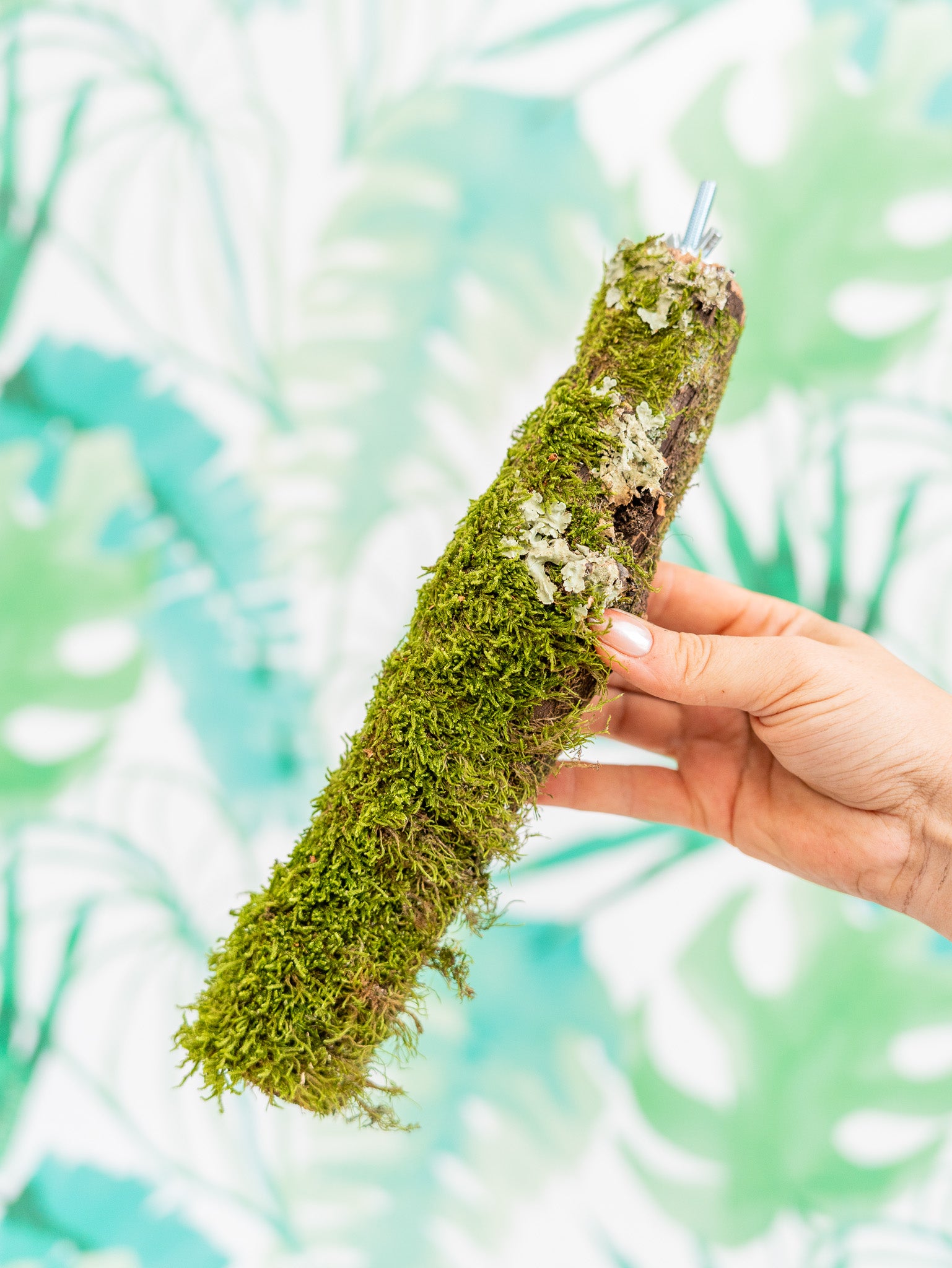 RAMA CON MUSGO 30cm (pieza única)