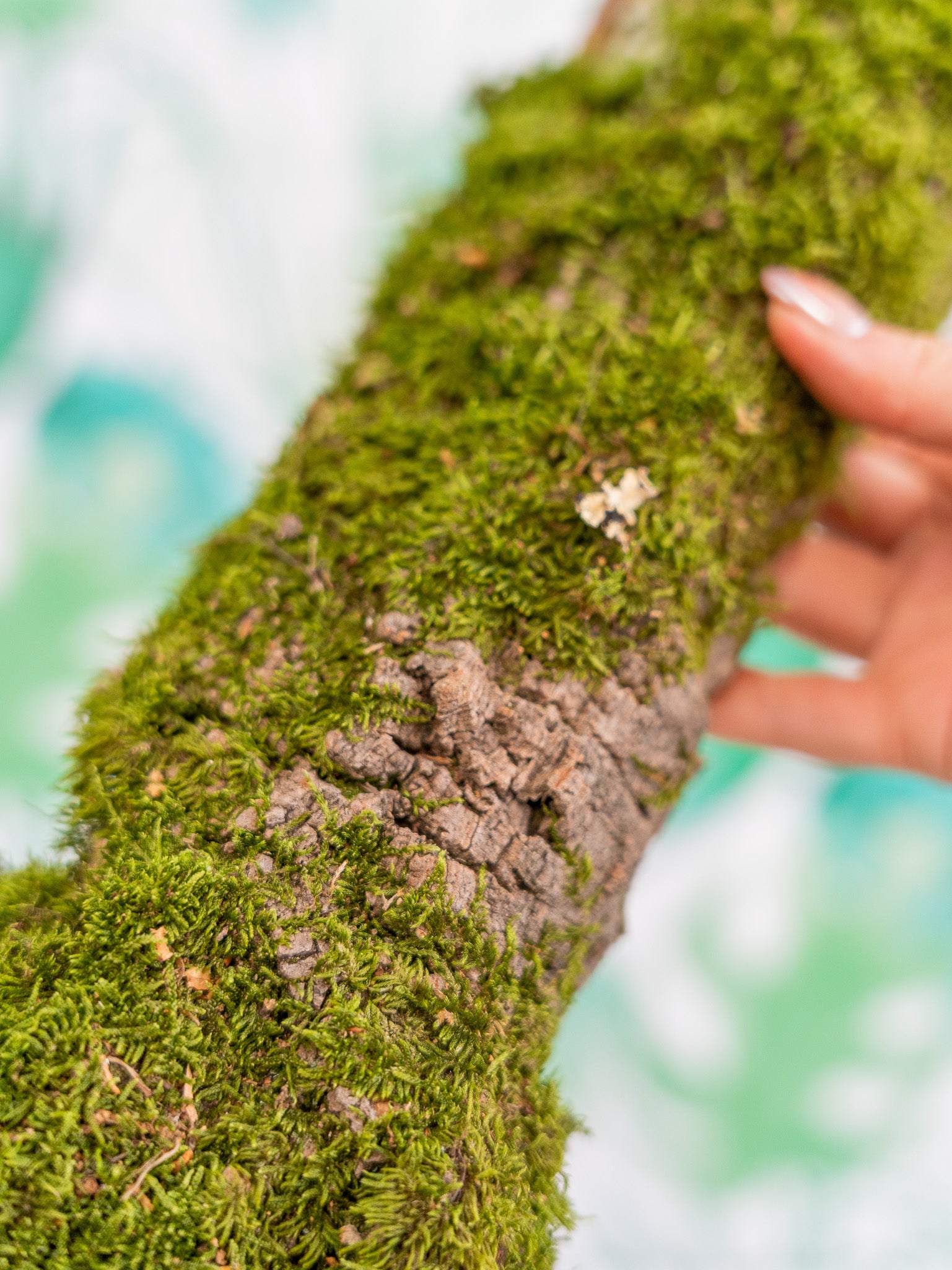 PLANCHA de corcho CON MUSGO (2 tamaños)