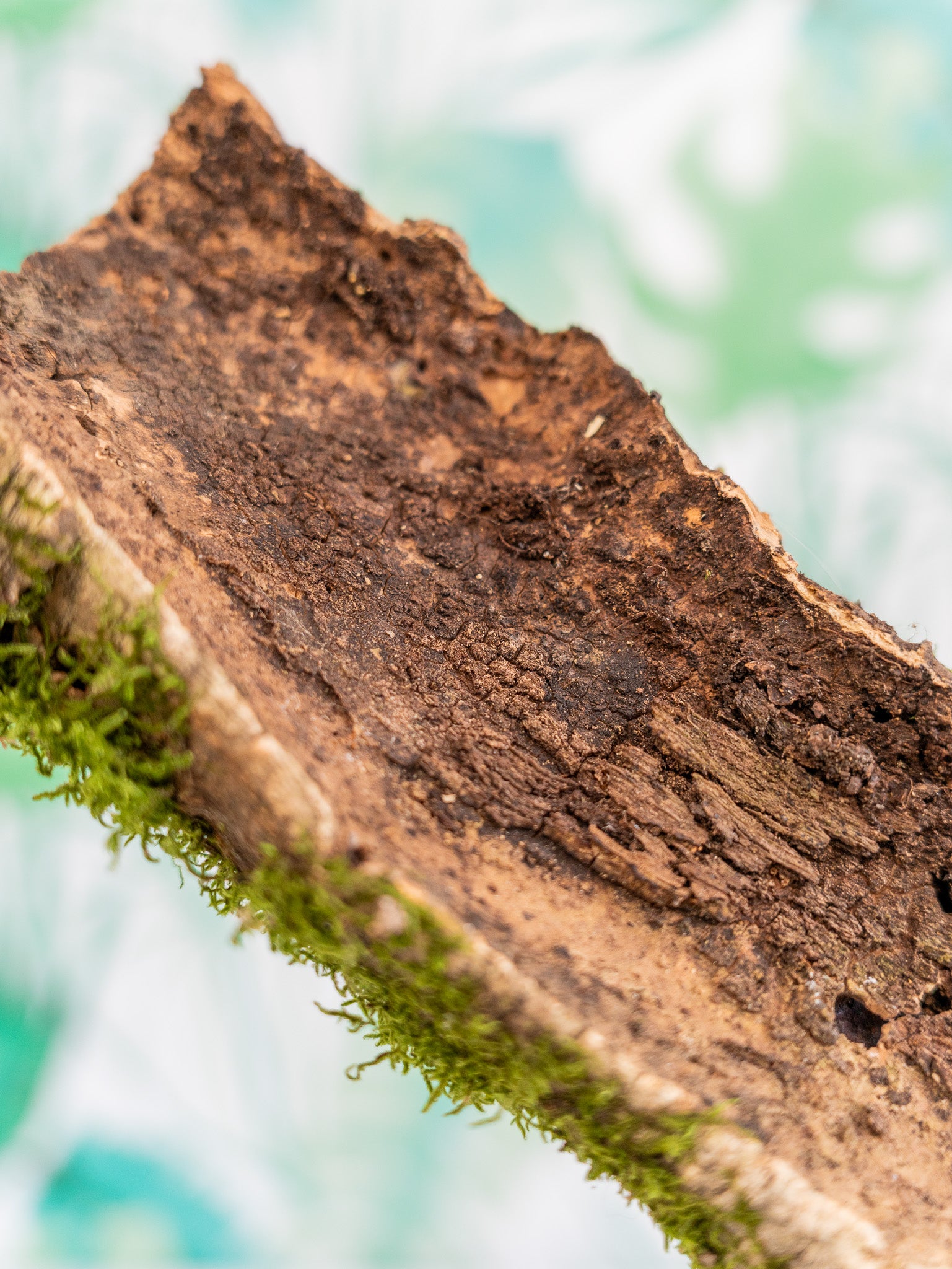 PLANCHA de corcho CON MUSGO (2 tamaños)