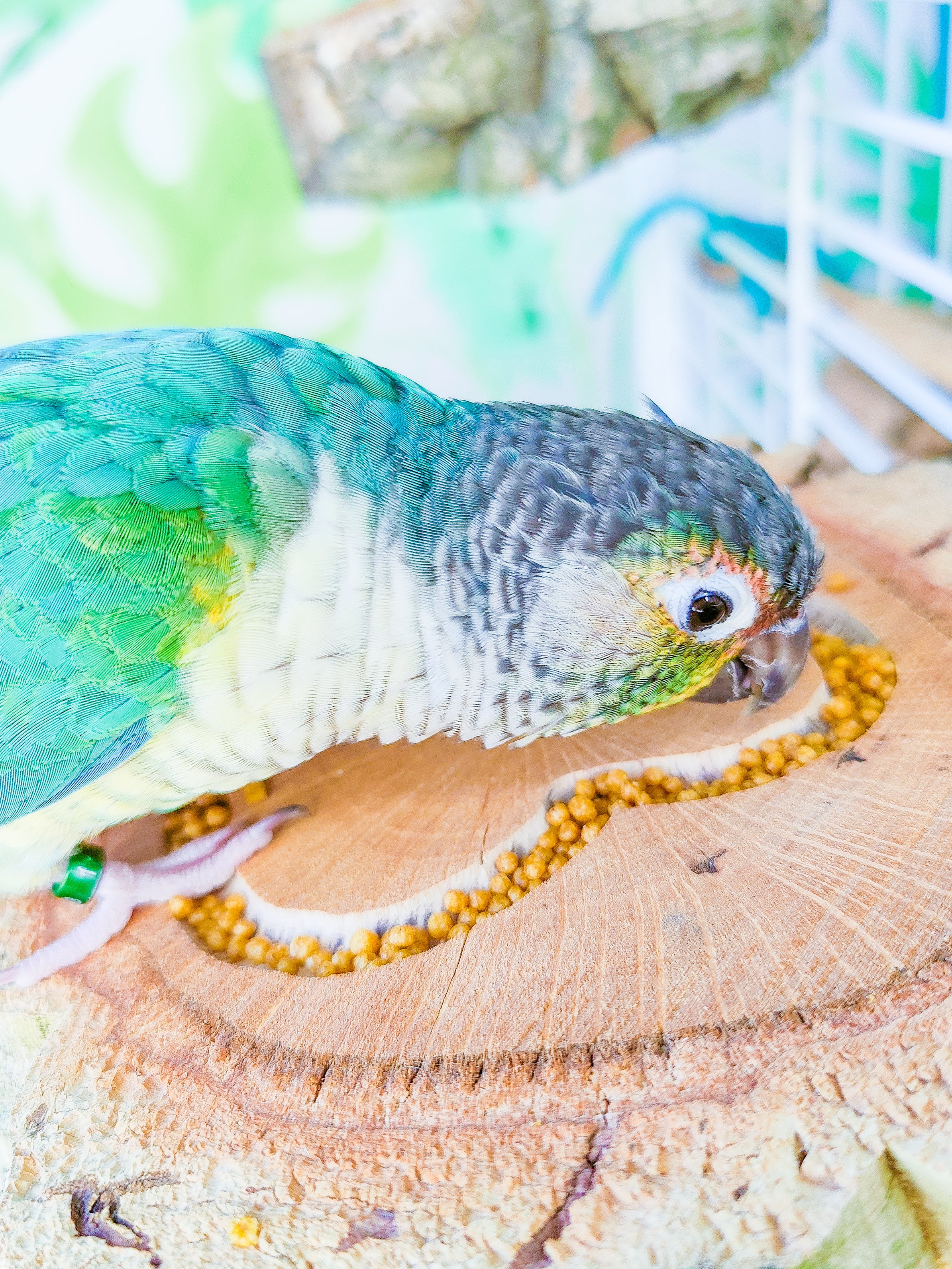 POSADERO CORAZÓN (3 tamaños)