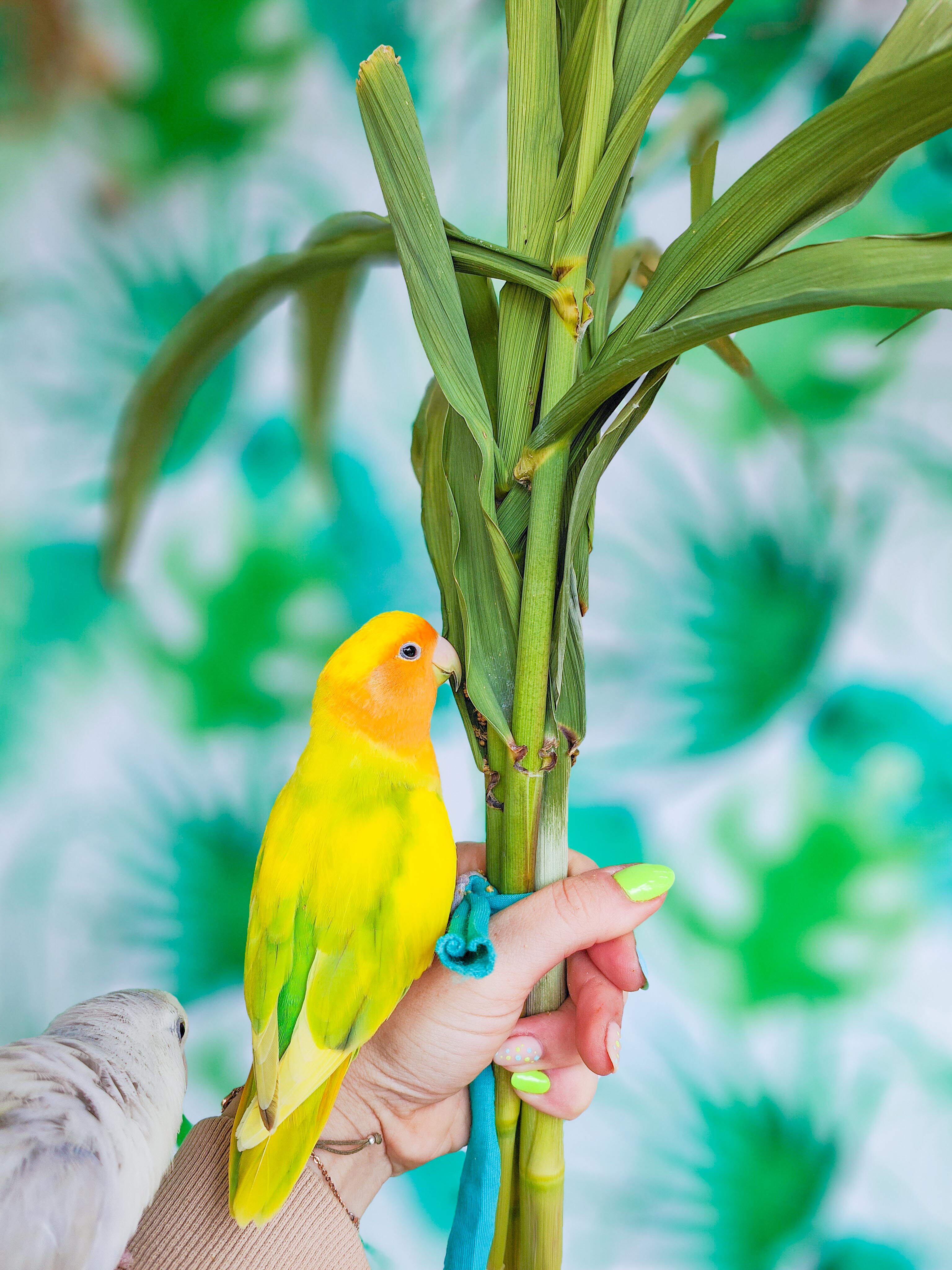 RAMILLETE HOJAS FRESCAS (caña común)