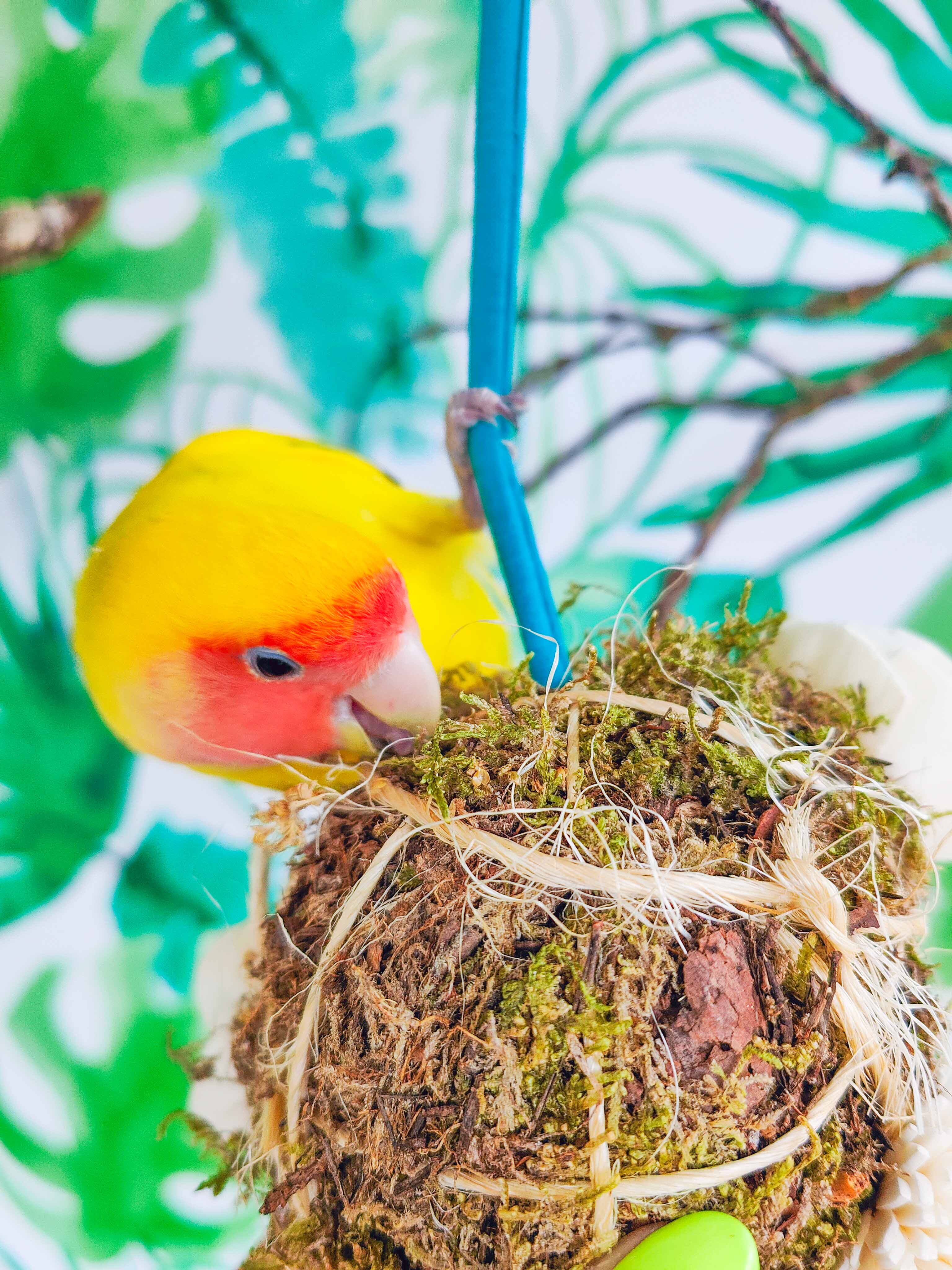 MUSGUÍN jardín bola