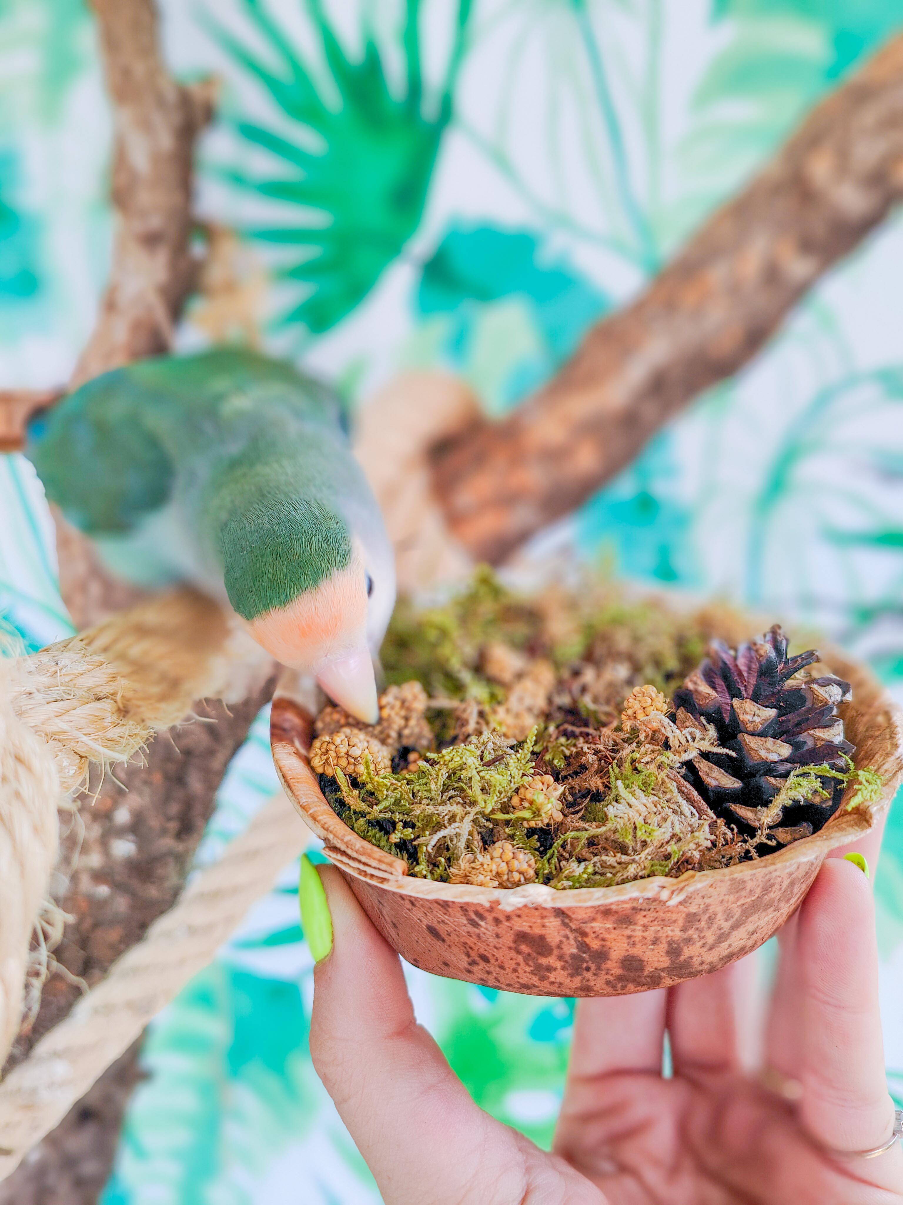 MUSGUÍN bowl bosque