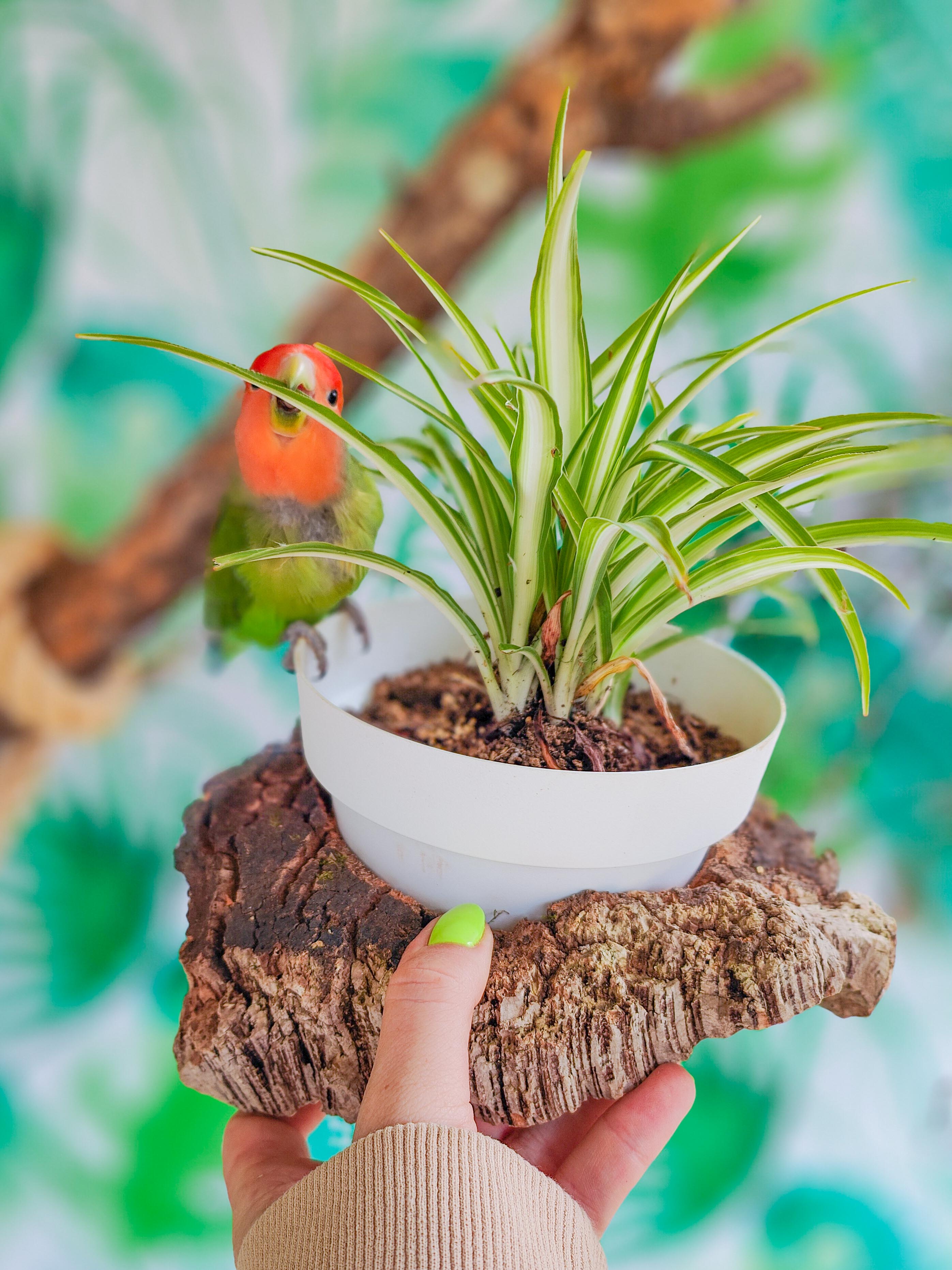 PLANTÍN soporte con planta