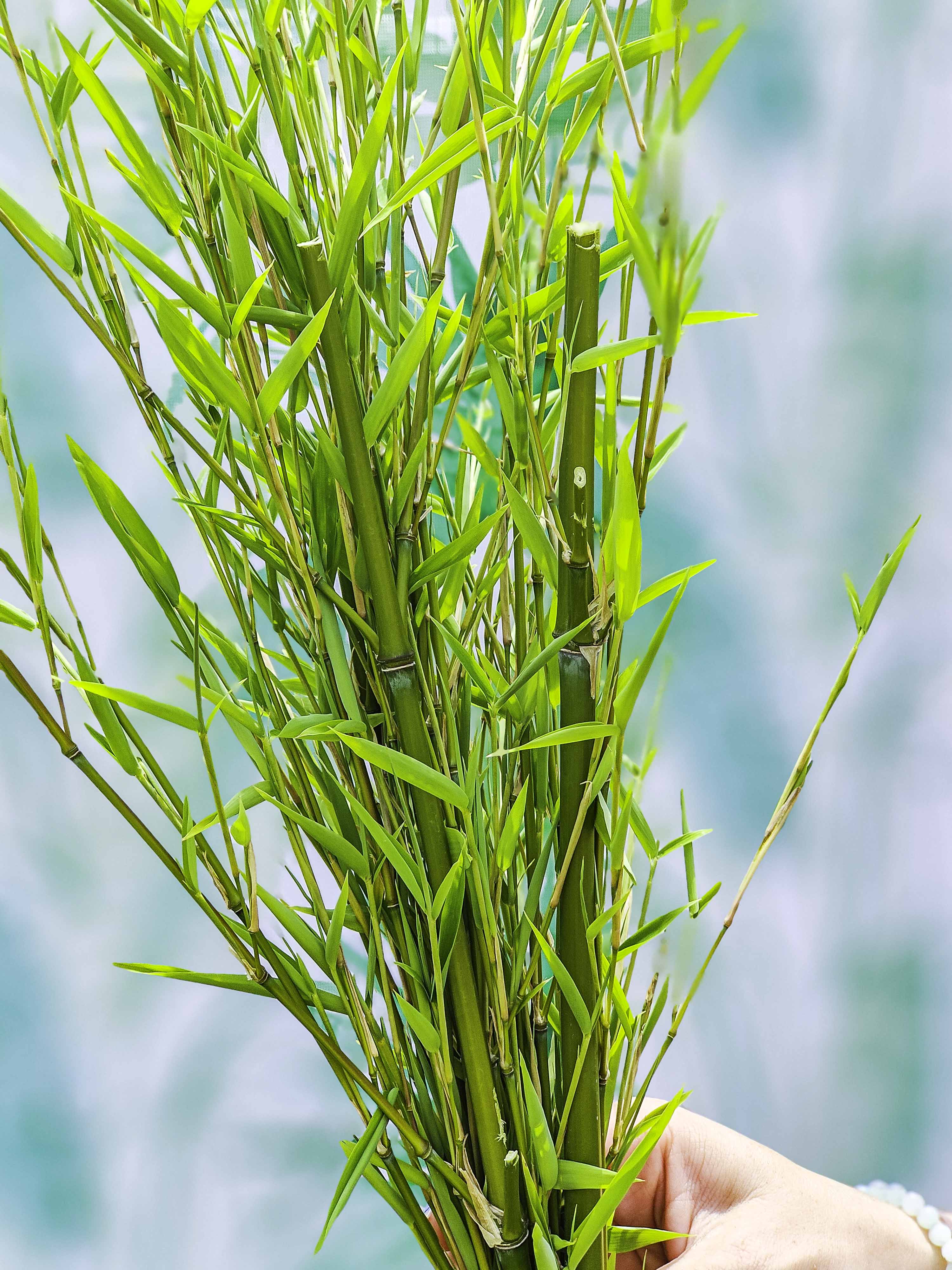 RAMILLETE HOJAS FRESCAS (bambú).