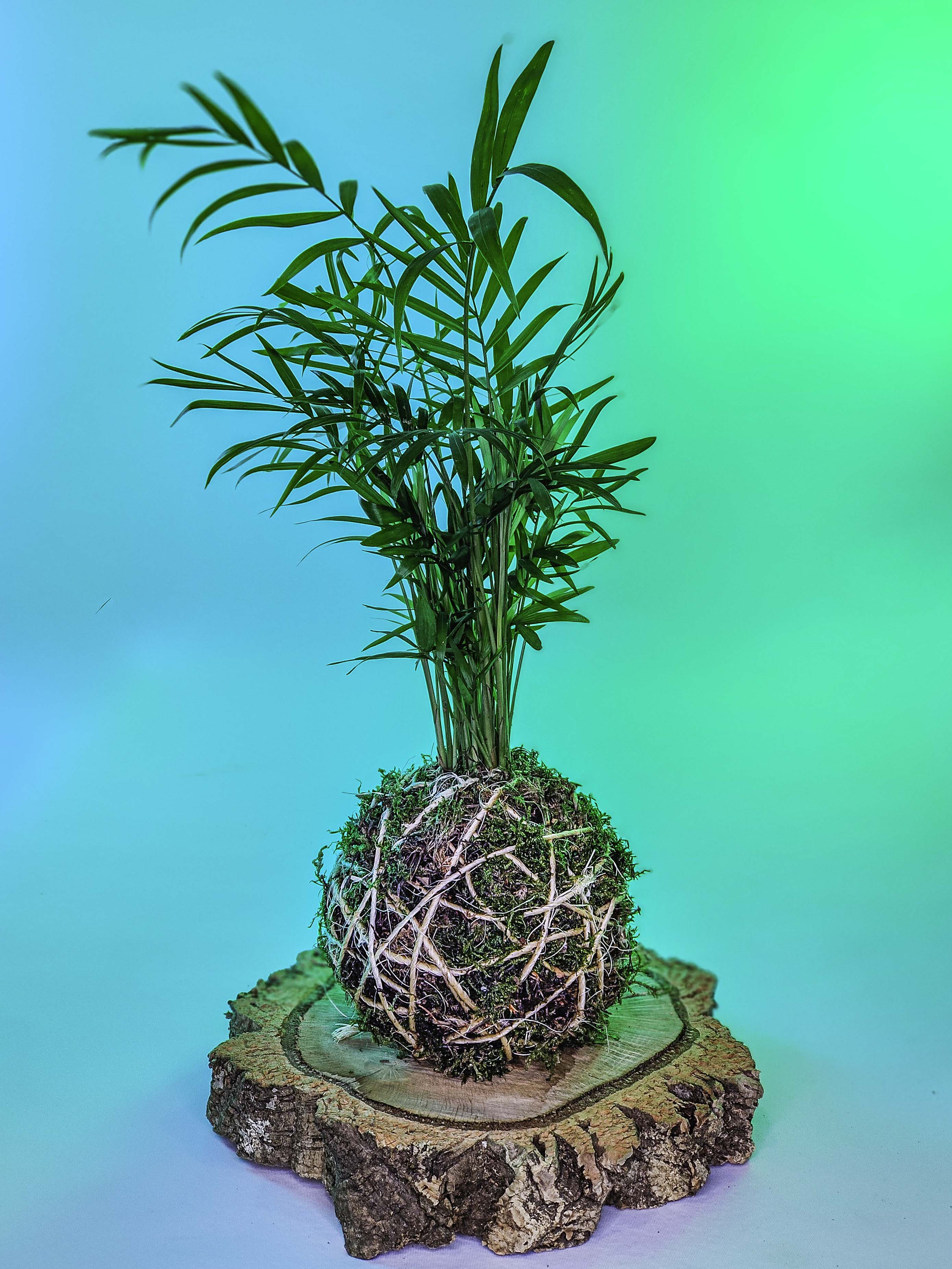 PLANTIMUSGUI kokedama Chamaedorea
