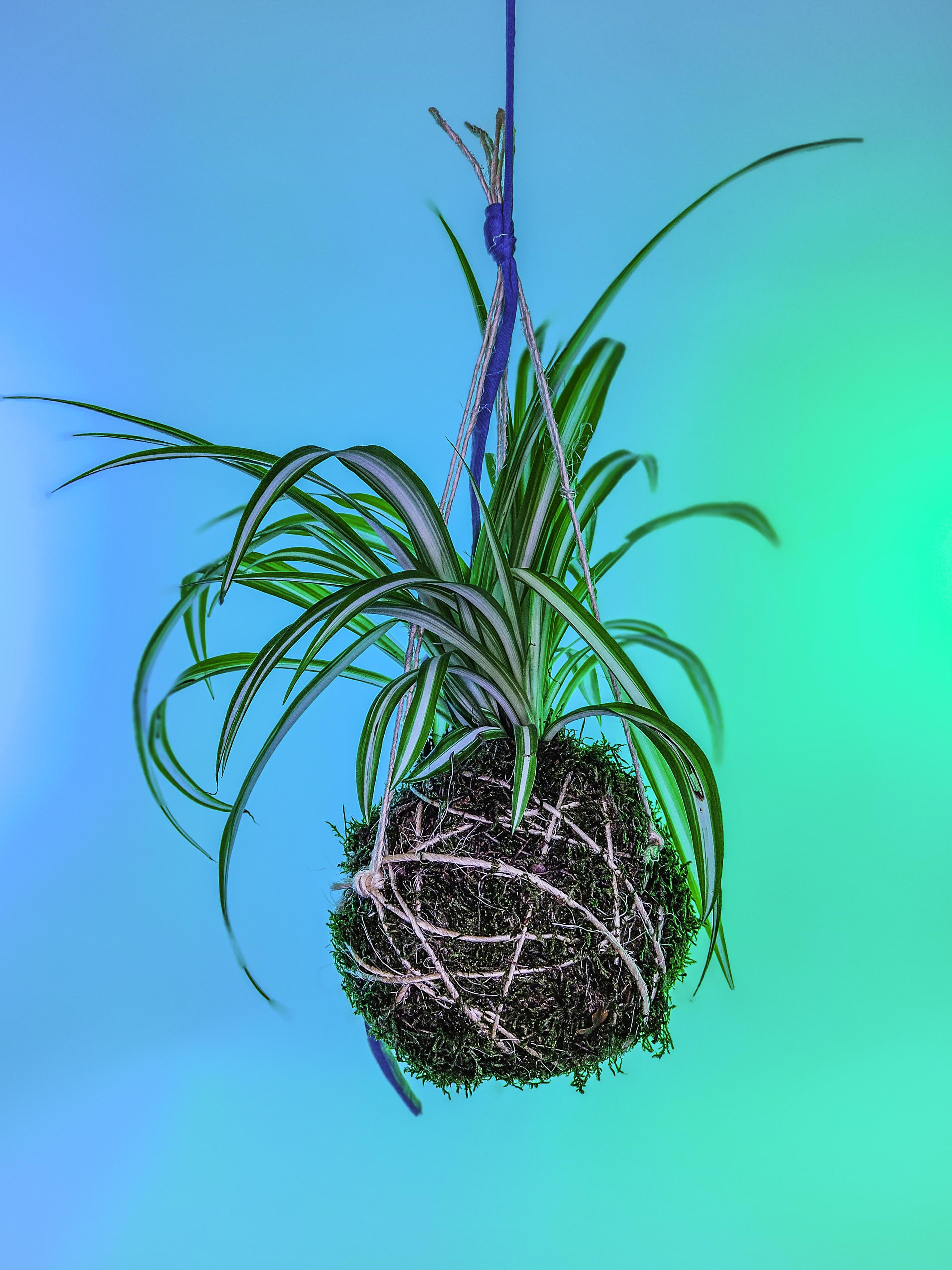 PLANTIMUSGUI kokedama cinta