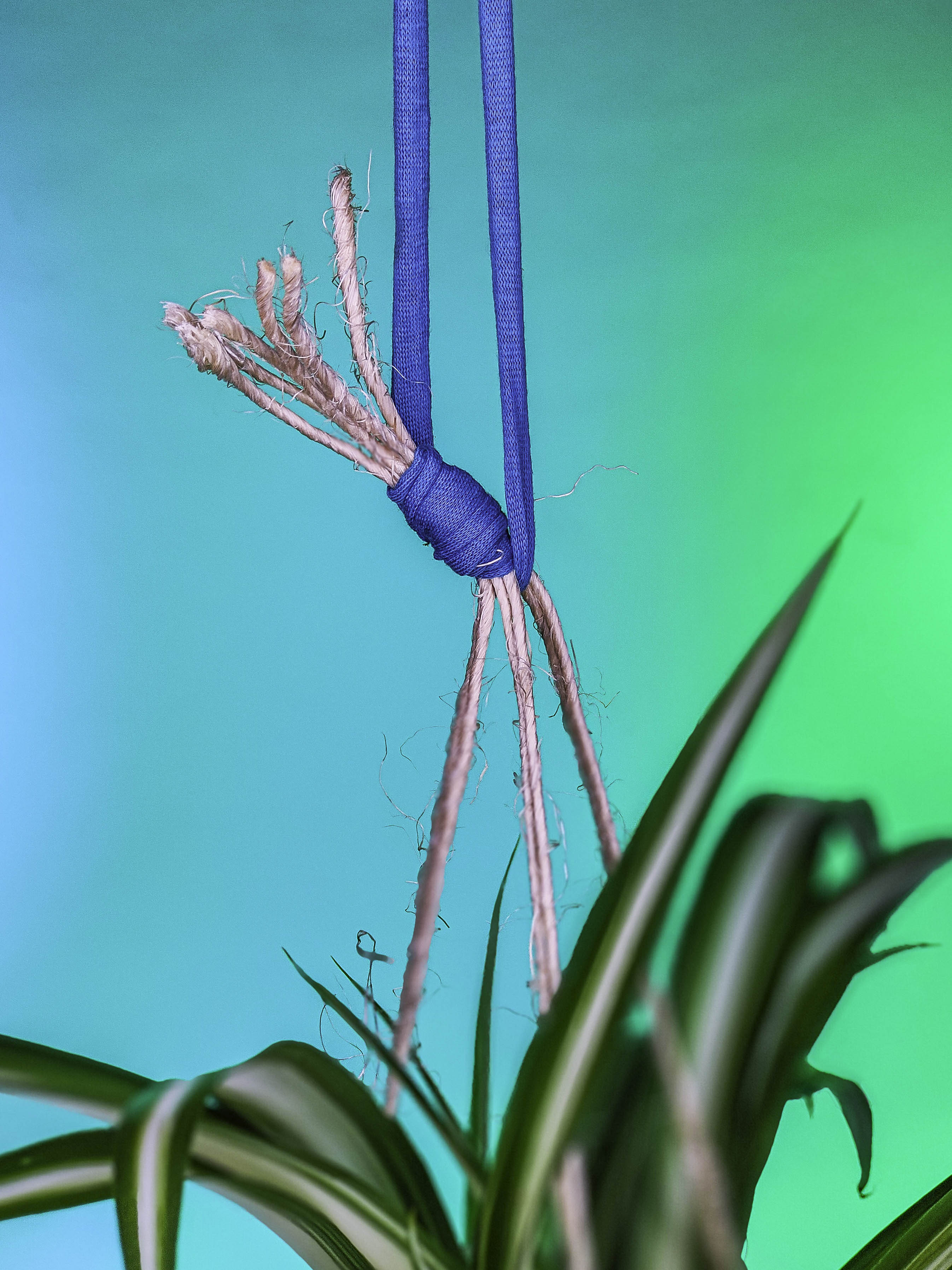 PLANTIMUSGUI kokedama Chamaedorea