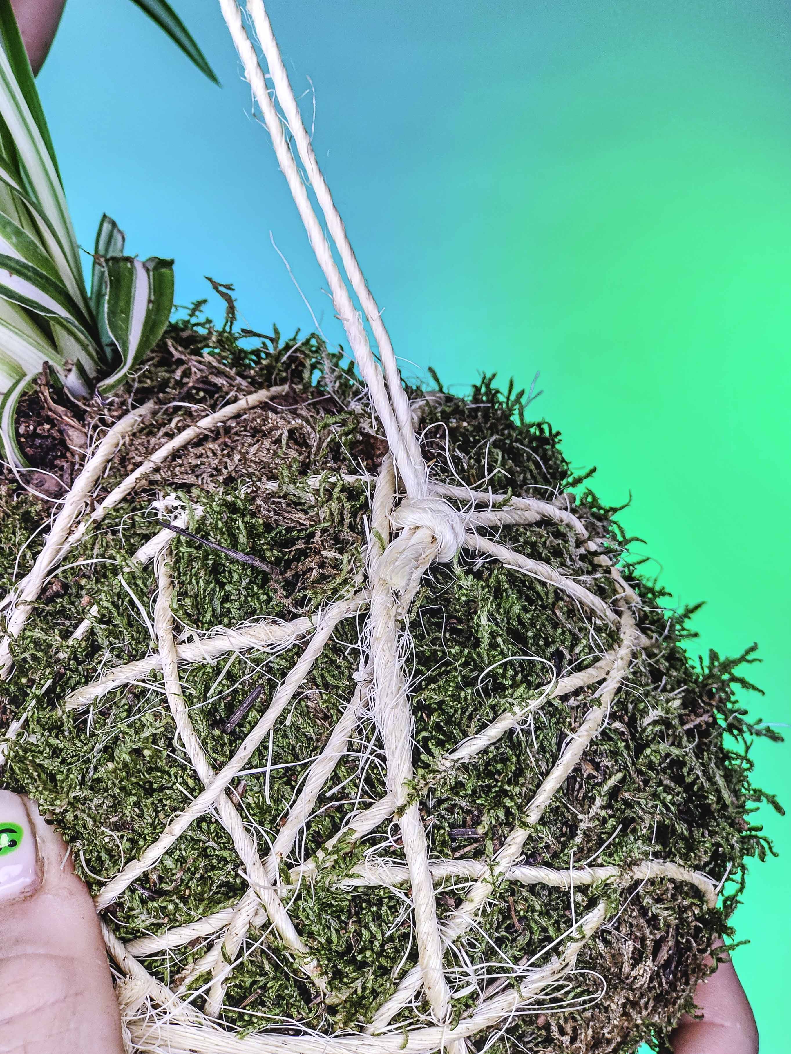 PLANTIMUSGUI kokedama Chamaedorea