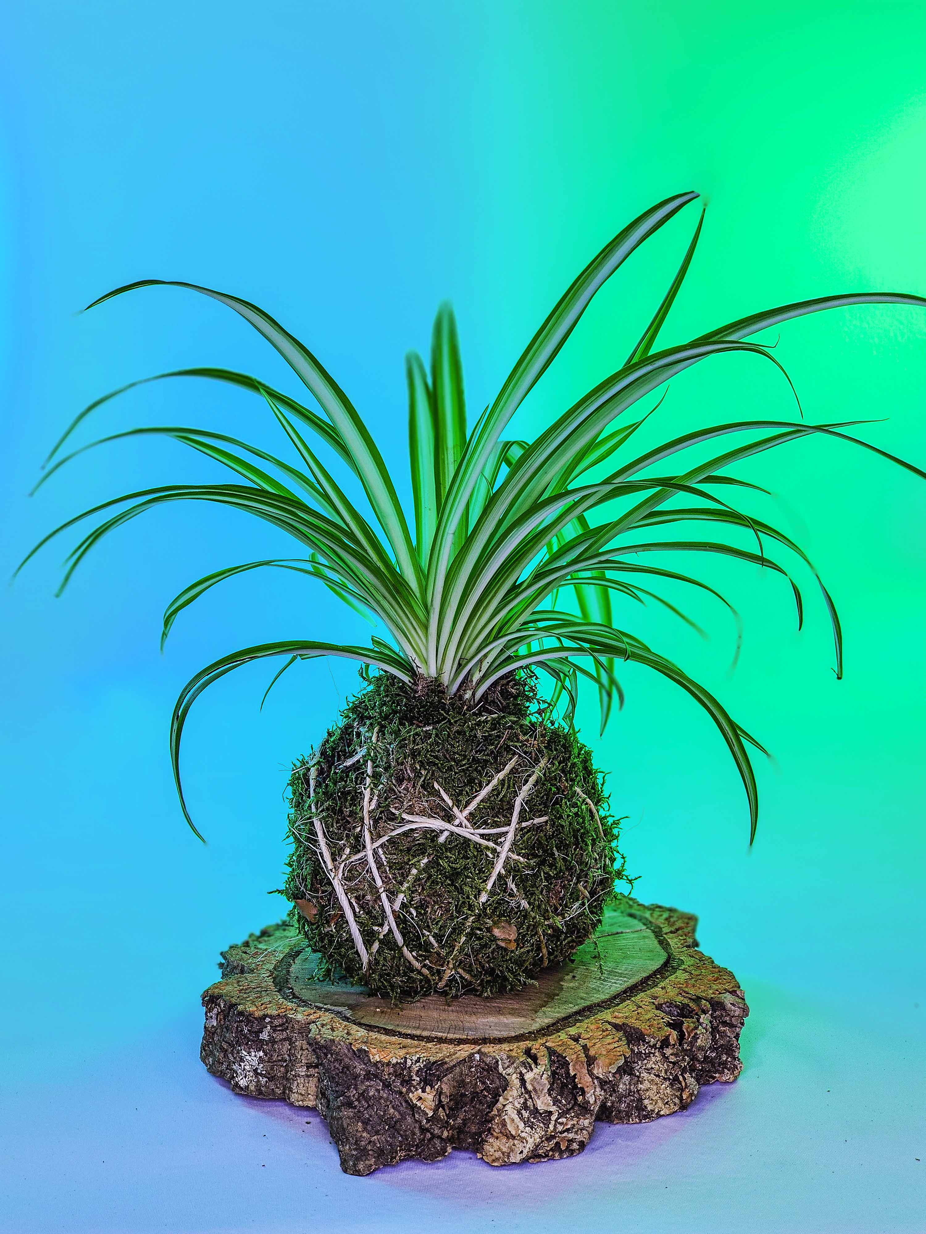 PLANTIMUSGUI kokedama cinta