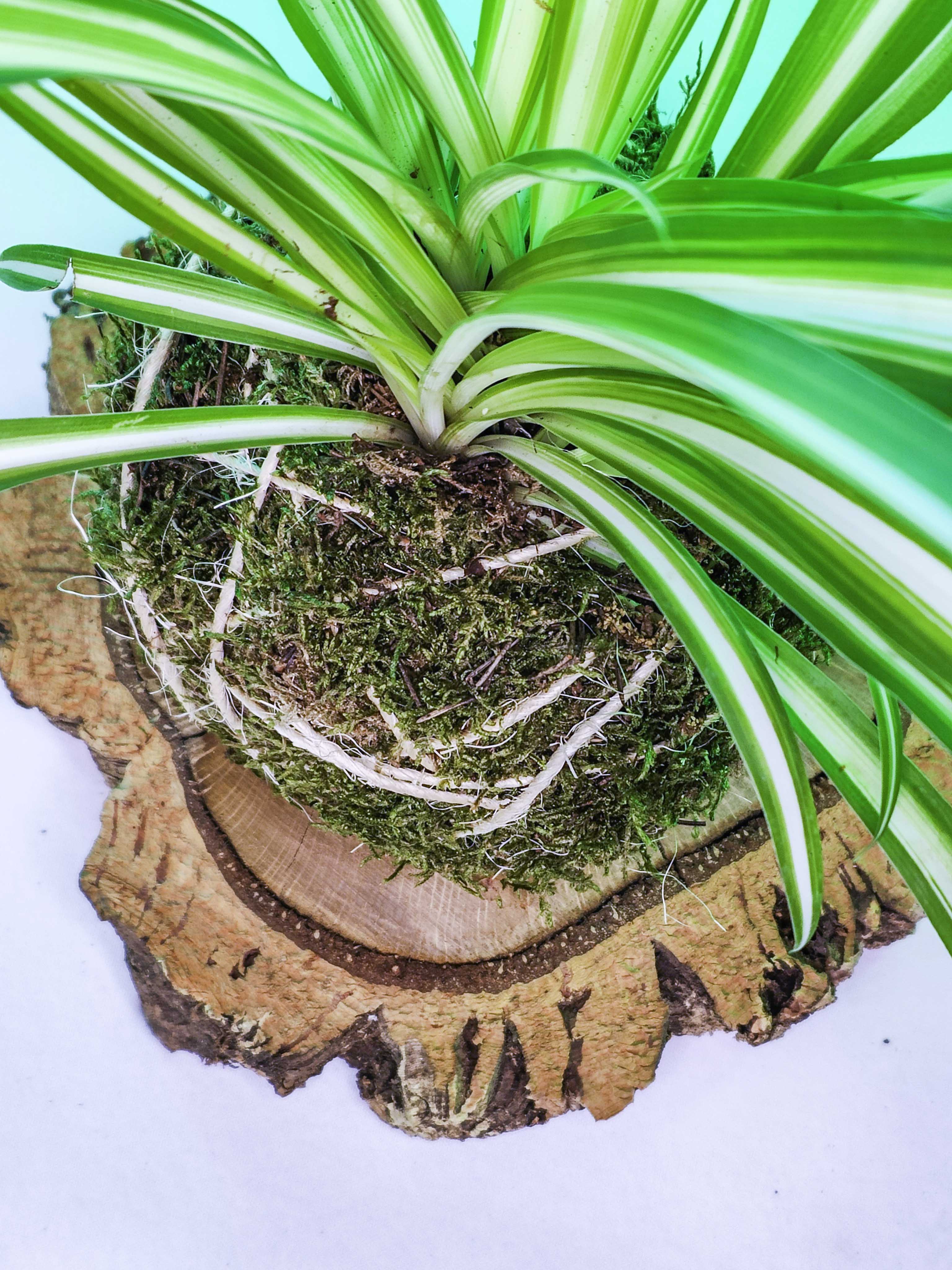 PLANTIMUSGUI kokedama cinta