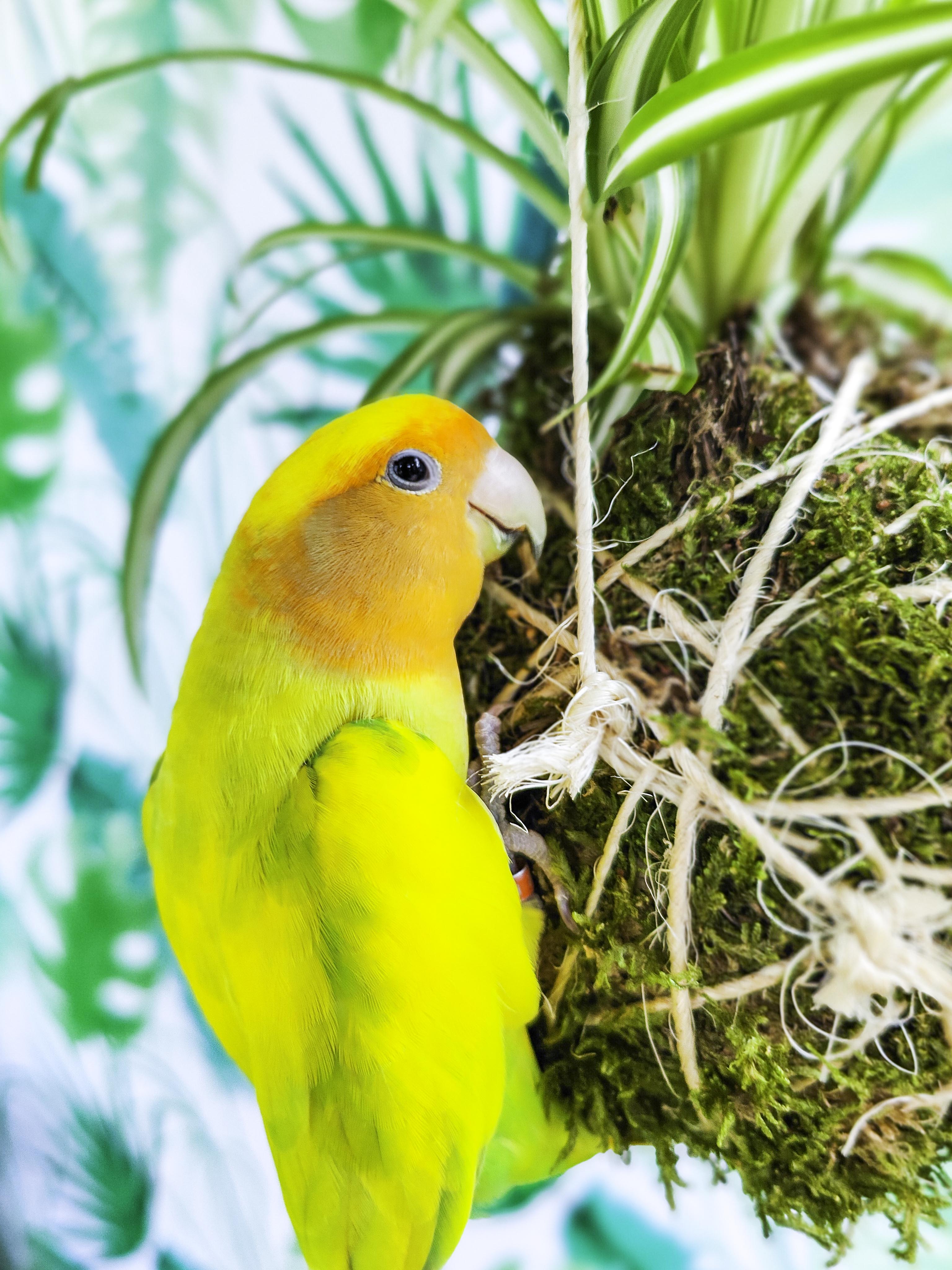 PLANTIMUSGUI kokedama cinta