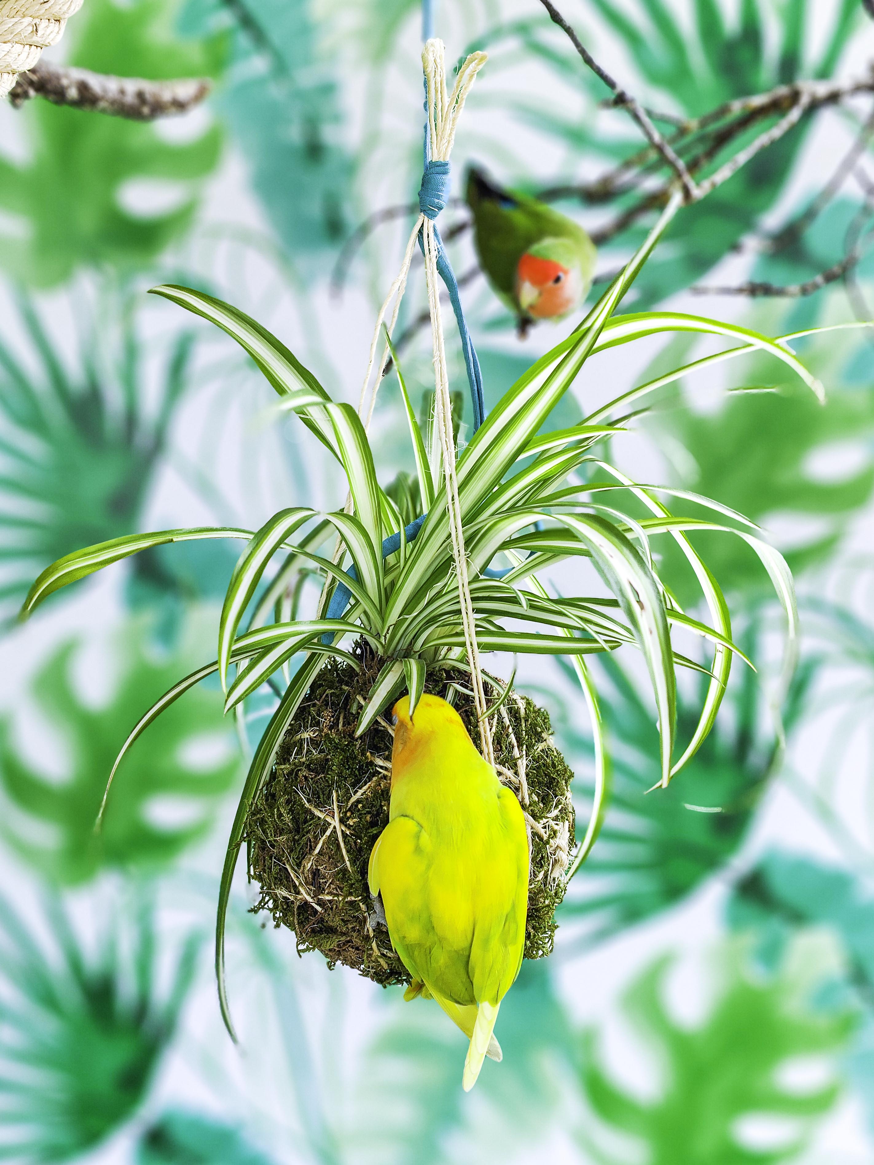 PLANTIMUSGUI kokedama cinta