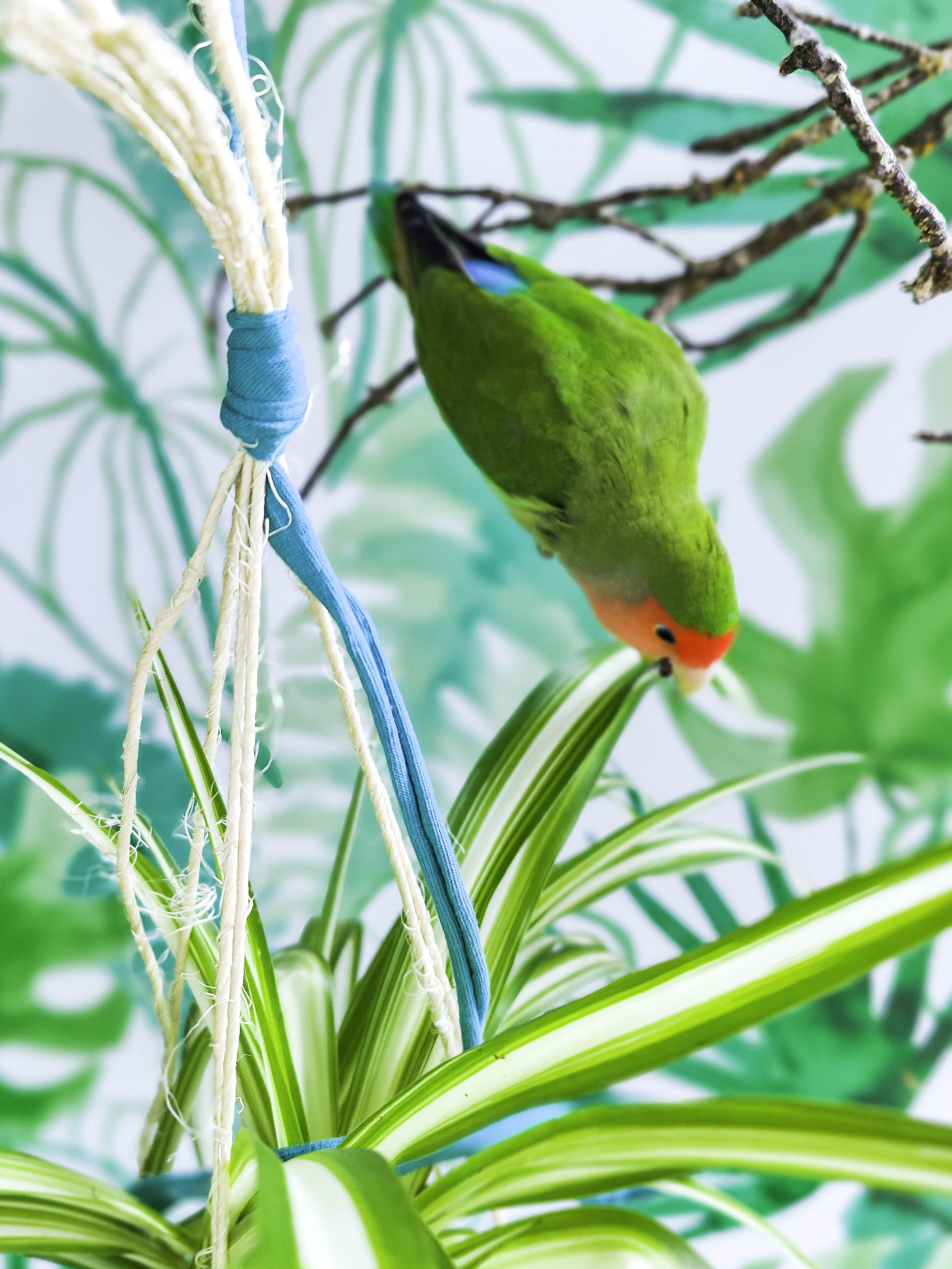 PLANTIMUSGUI kokedama cinta