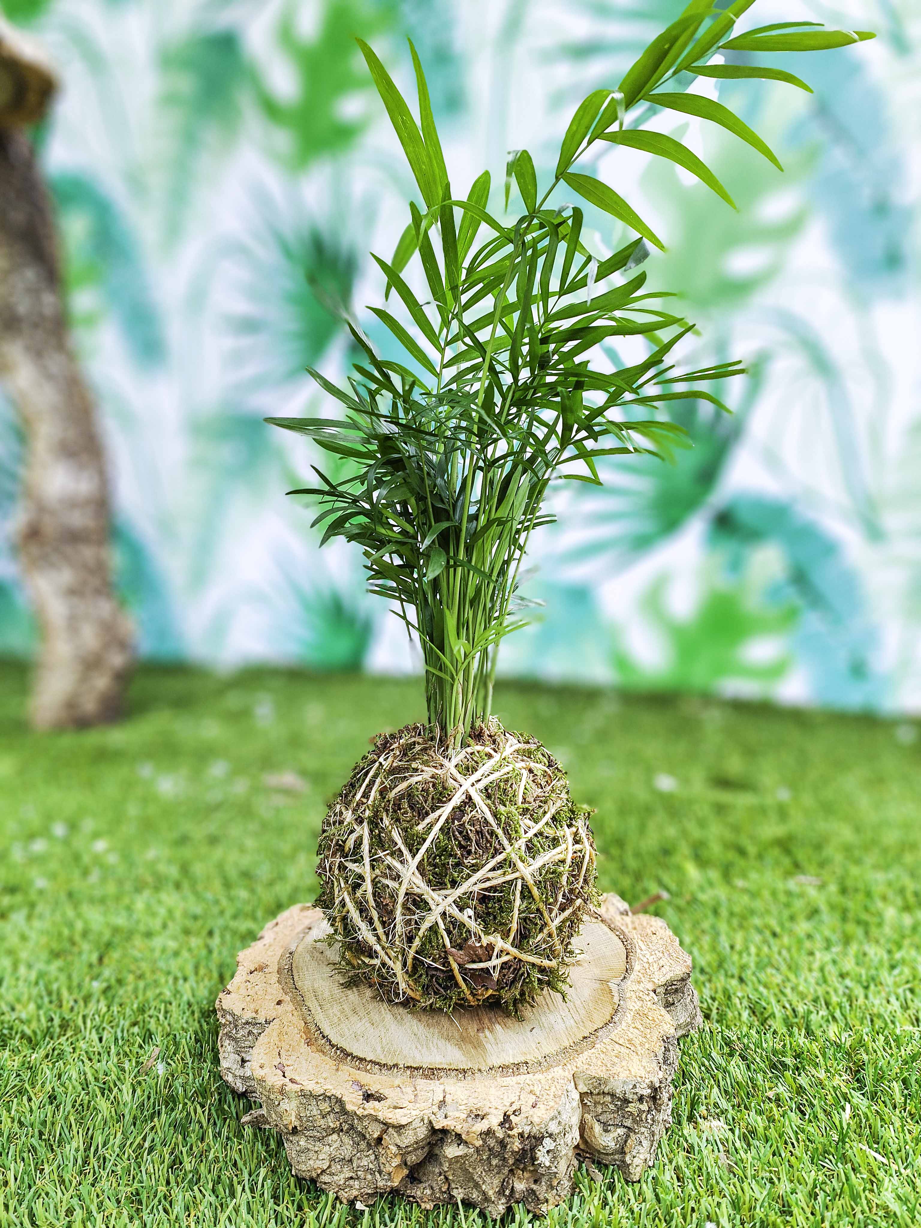 PLANTIMUSGUI kokedama Chamaedorea