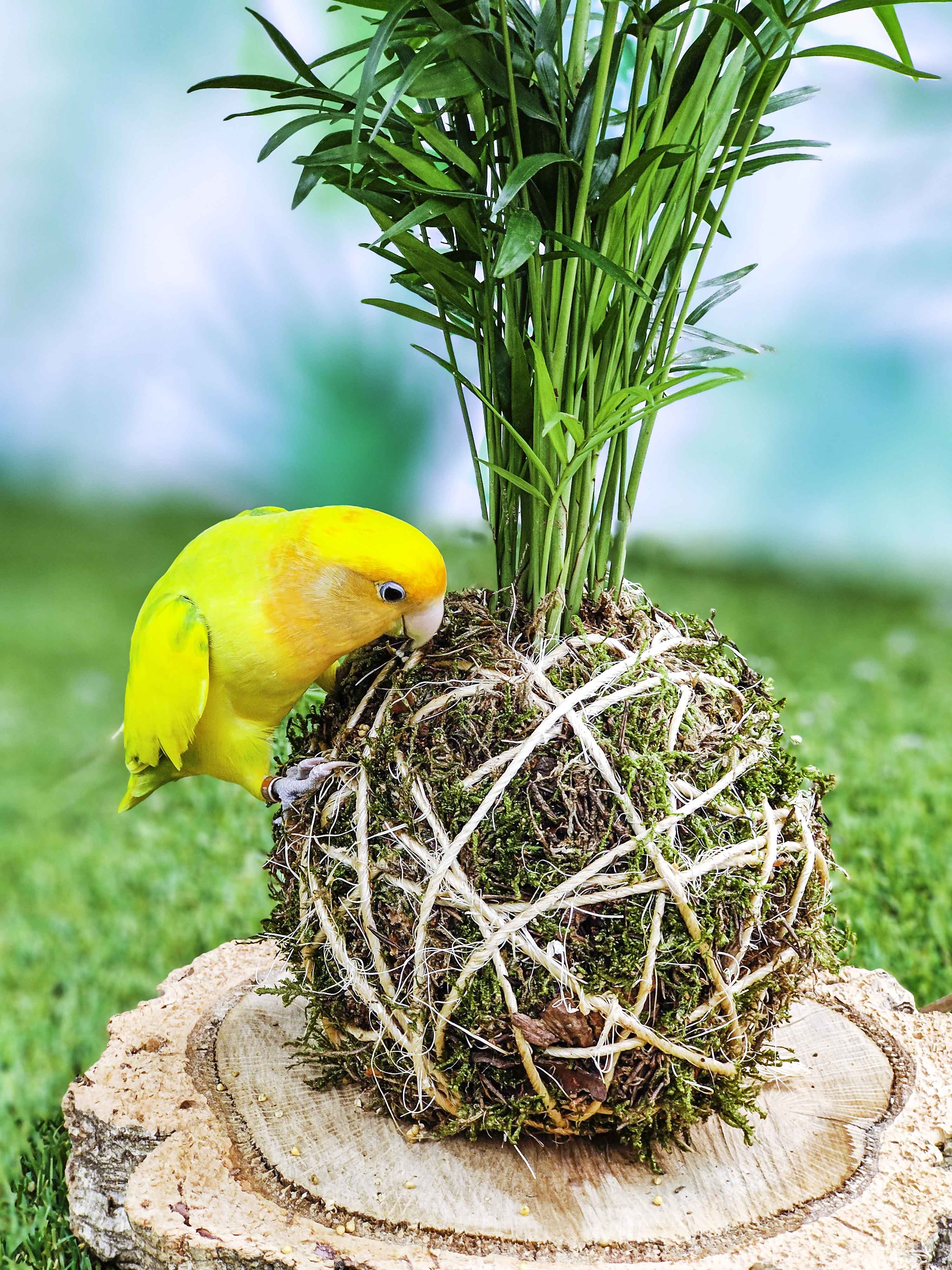 PLANTIMUSGUI kokedama Chamaedorea