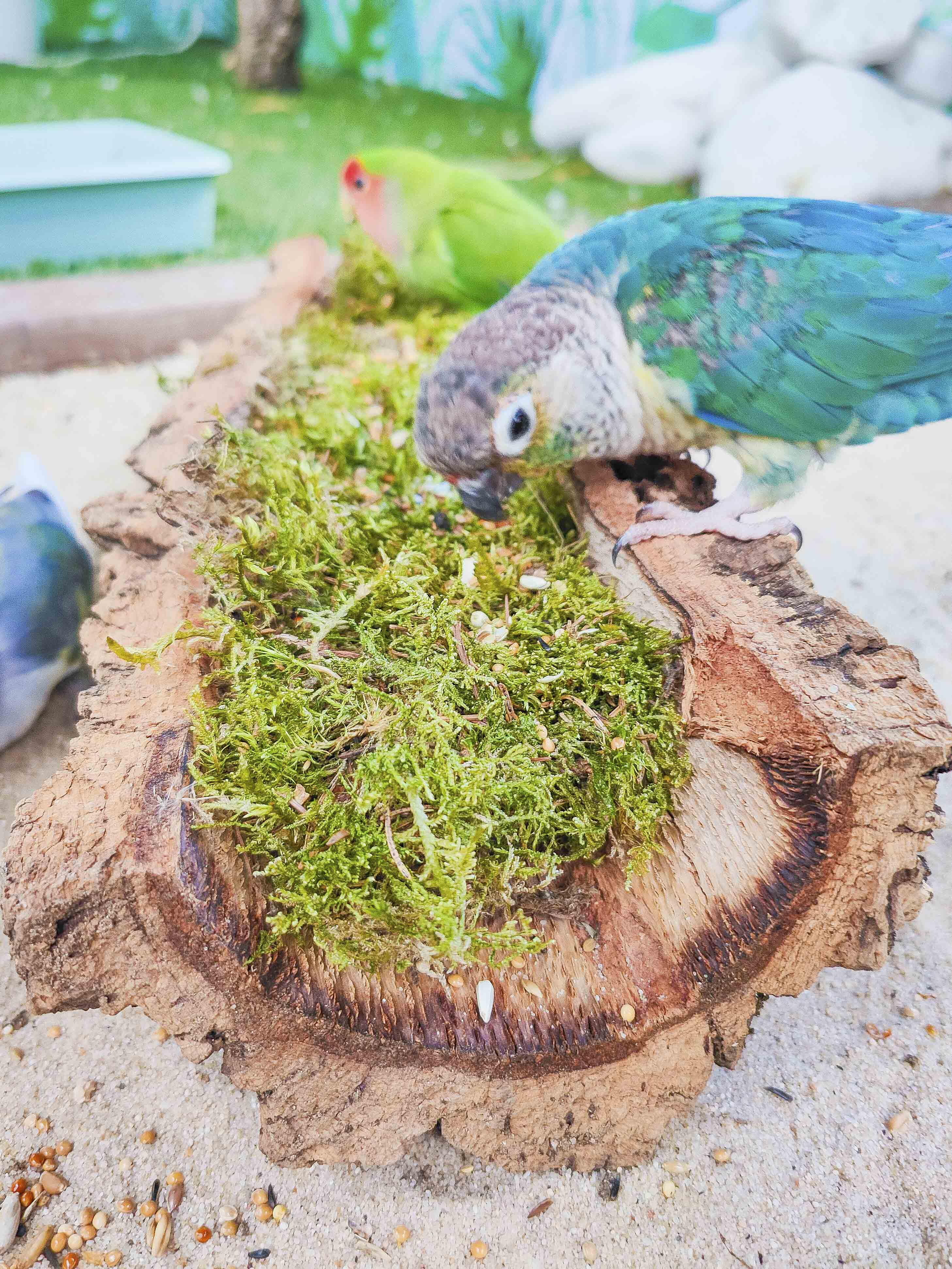 MUSGUÍN bandeja tubo corcho