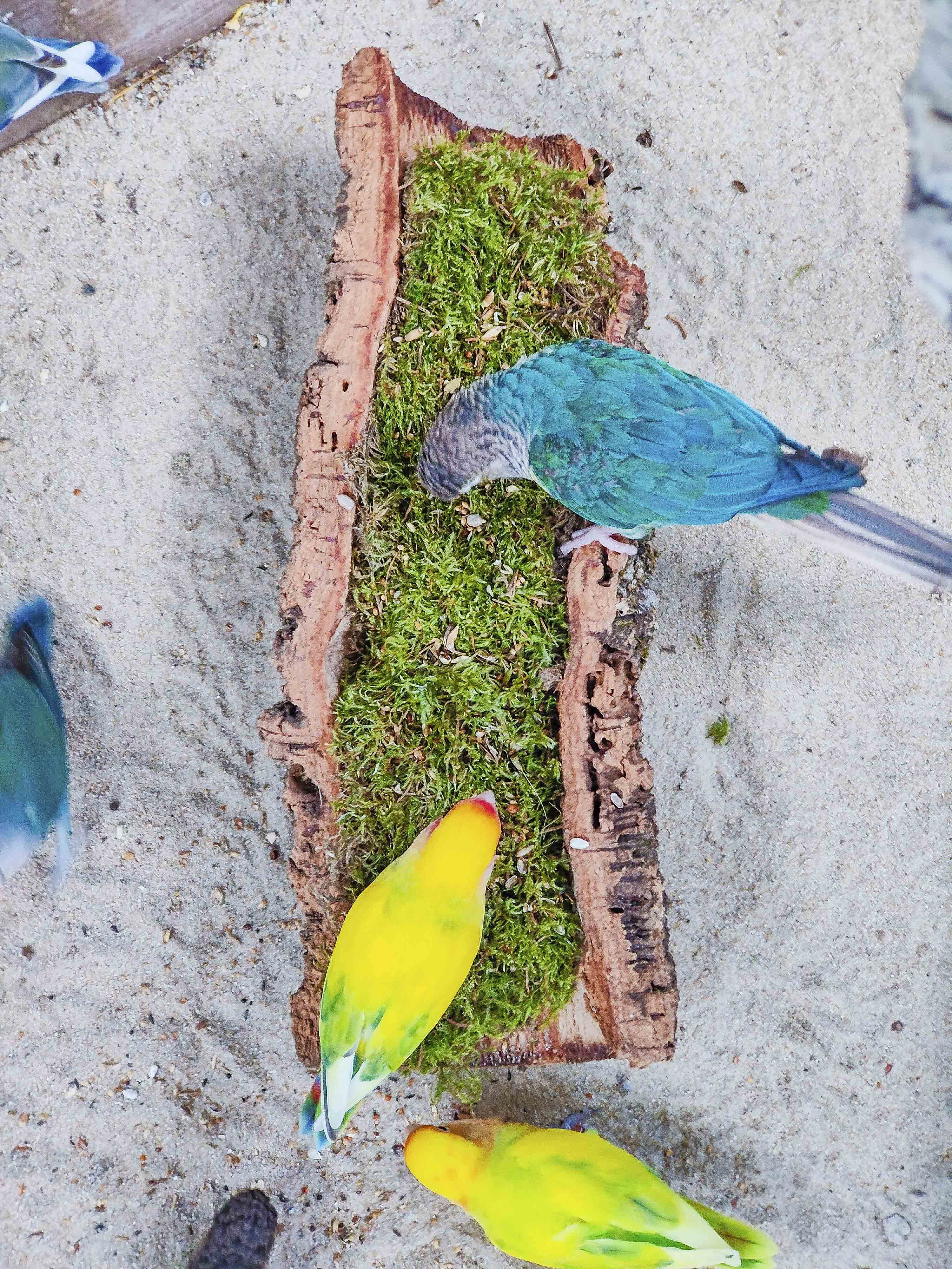MUSGUÍN bandeja tubo corcho