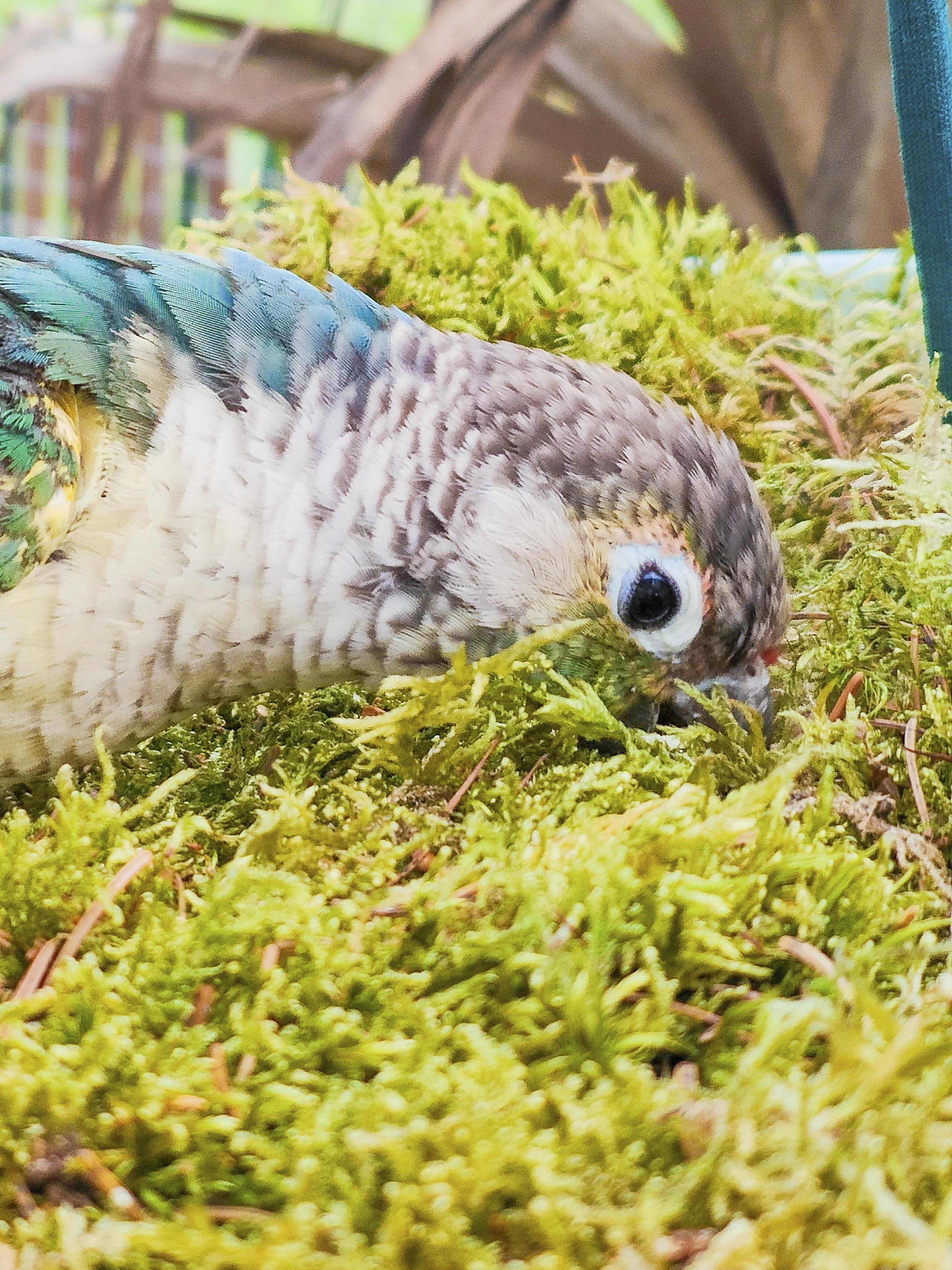 MUSGUÍN bandeja plástico