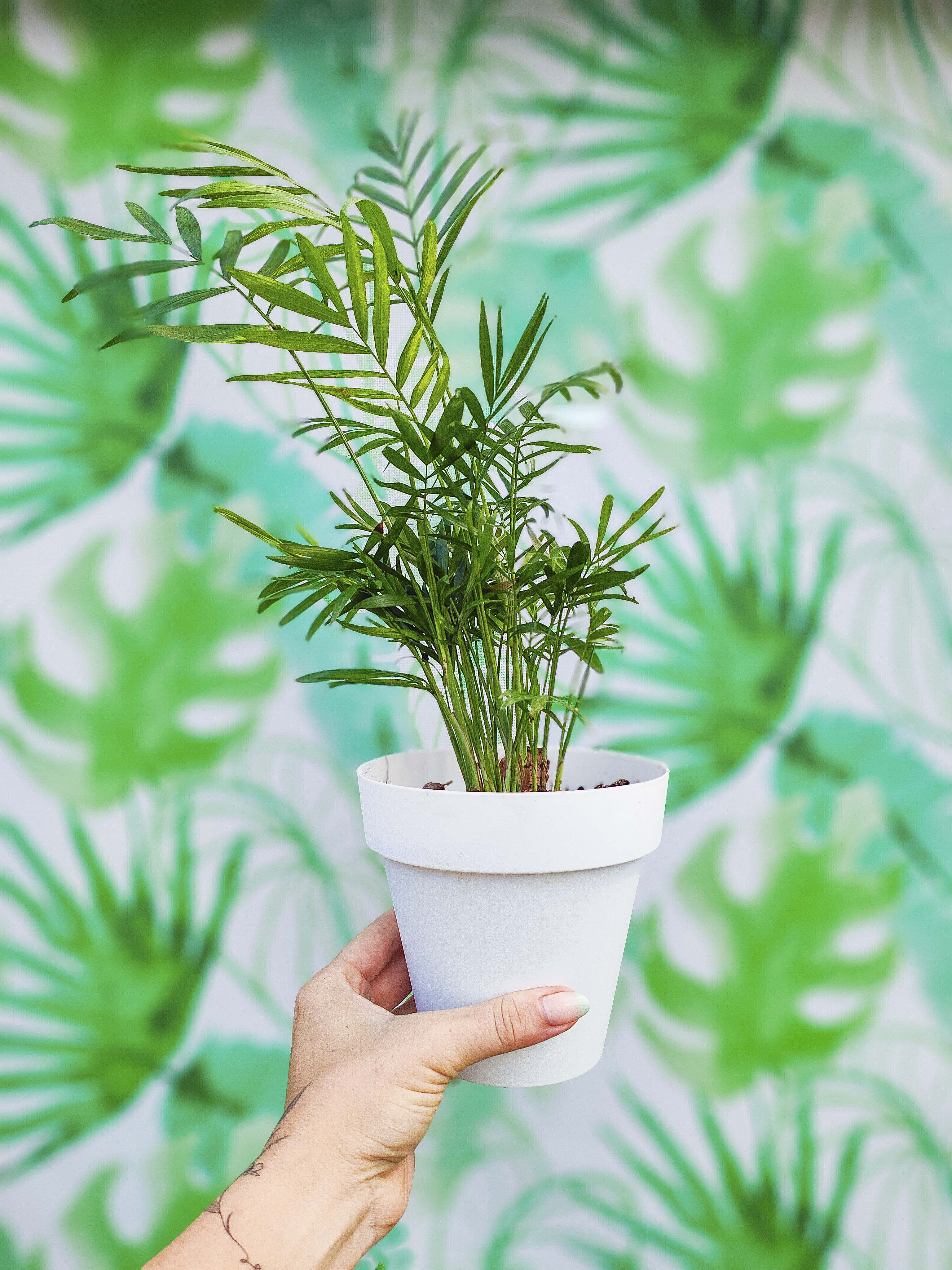 PLANTÍN chamaedorea