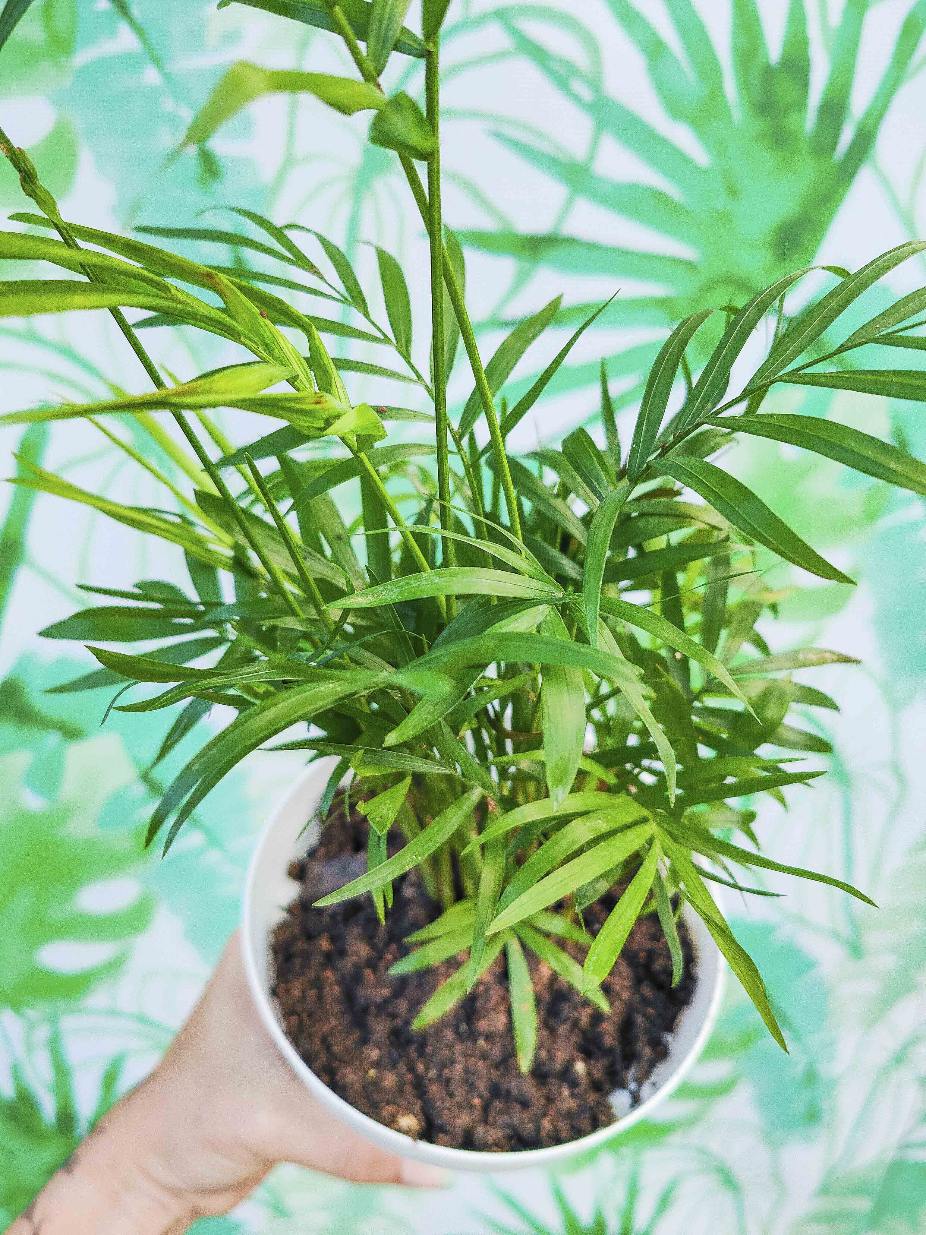 PLANTÍN chamaedorea