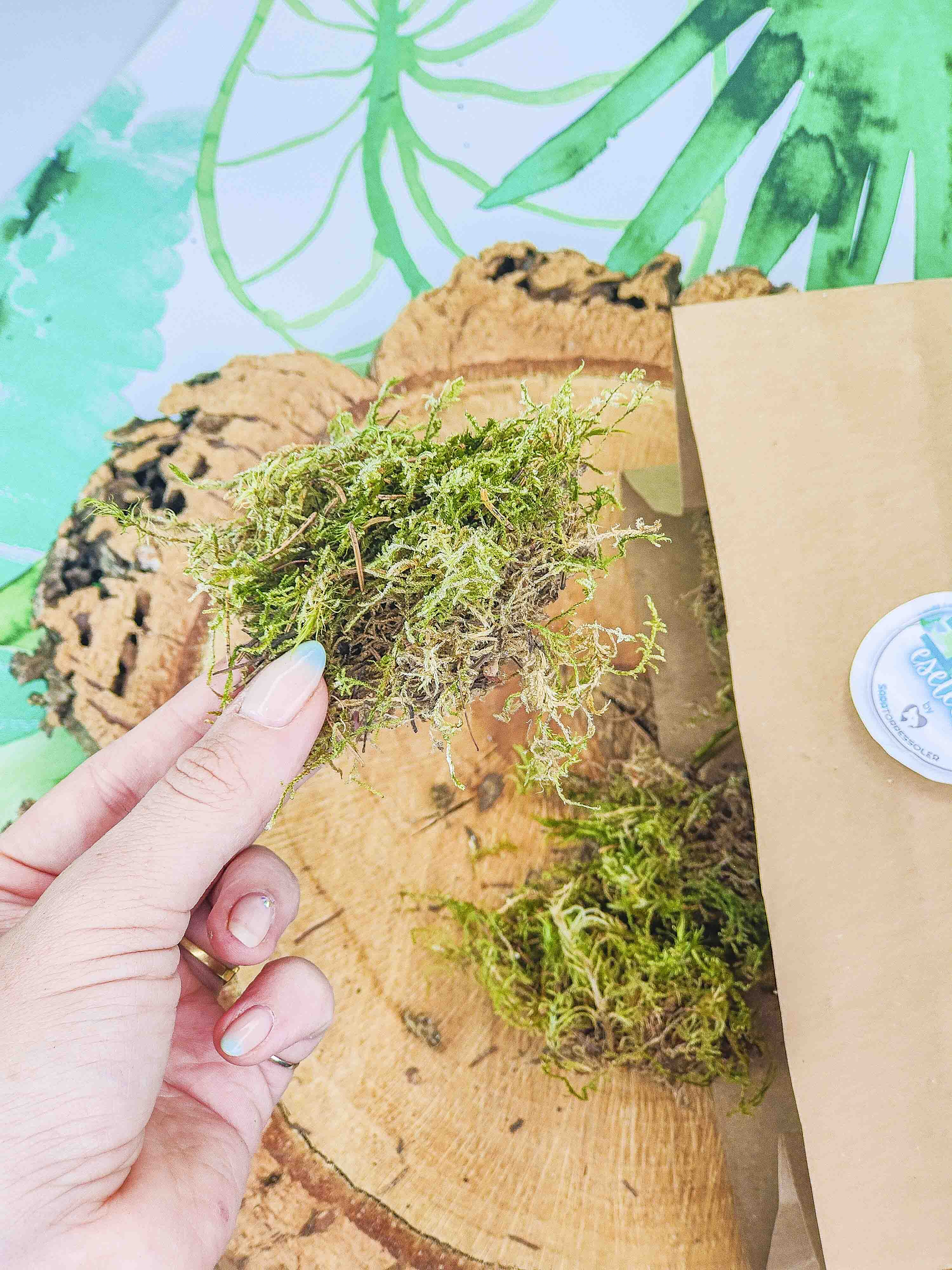 MUSGUÍN trocitos de musgo