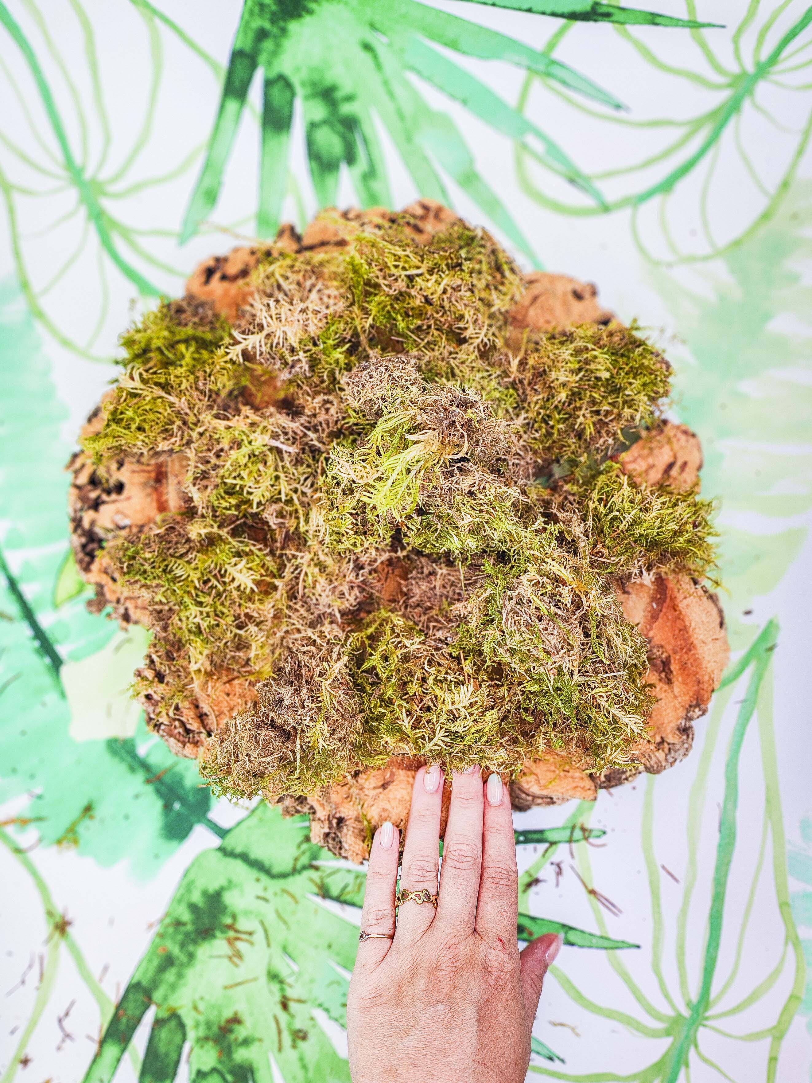 MUSGUÍN trocitos de musgo