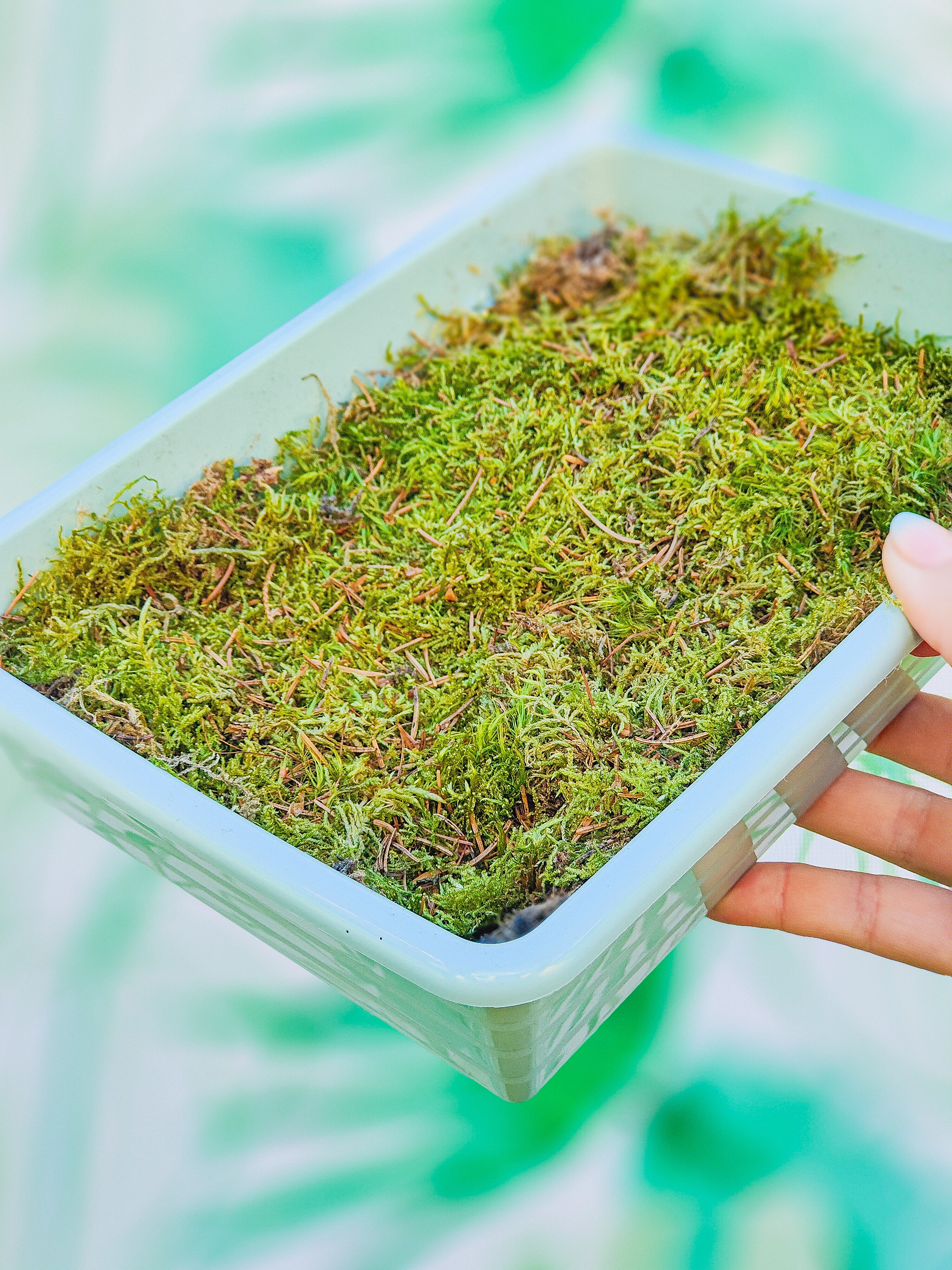 MUSGUÍN bandeja plástico